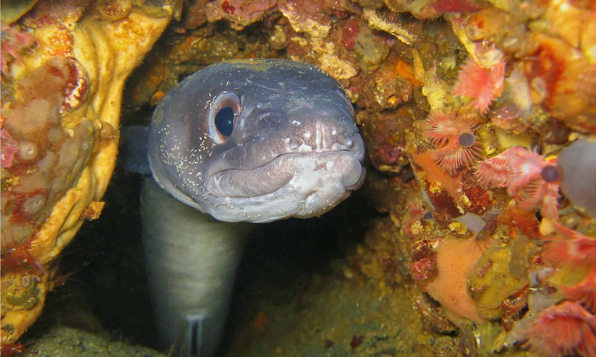  壁紙 — 一條好奇的鰻魚從珊瑚裂縫中探出頭來，周圍環繞著充滿活力的粉紅色和橙色海洋生物的特寫。