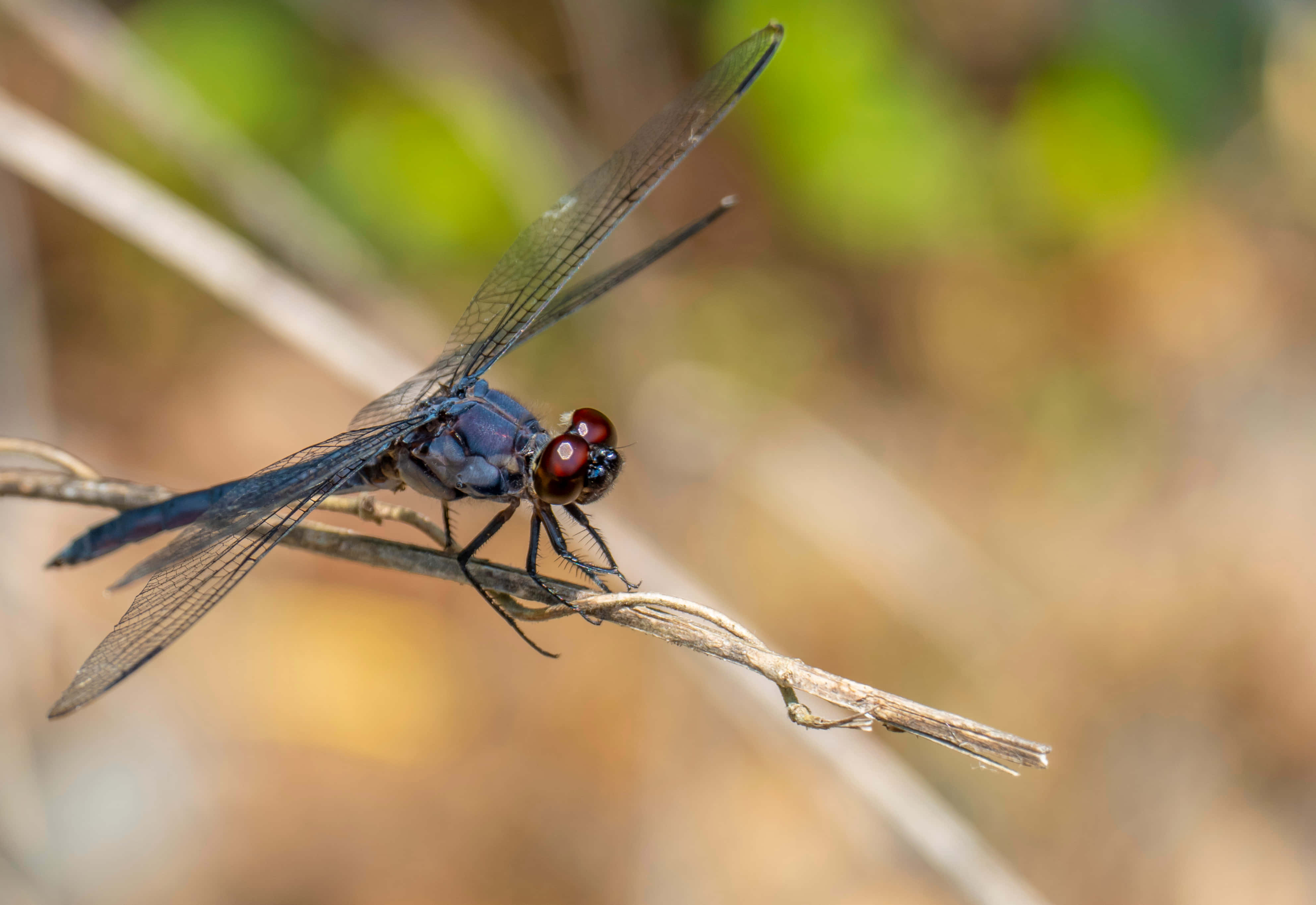 Red Dragonfly 桌布 壁紙 — 一隻深藍色紅眼蜻蜓棲息在乾枯的樹枝上，背景是柔和模糊的綠色和棕色。