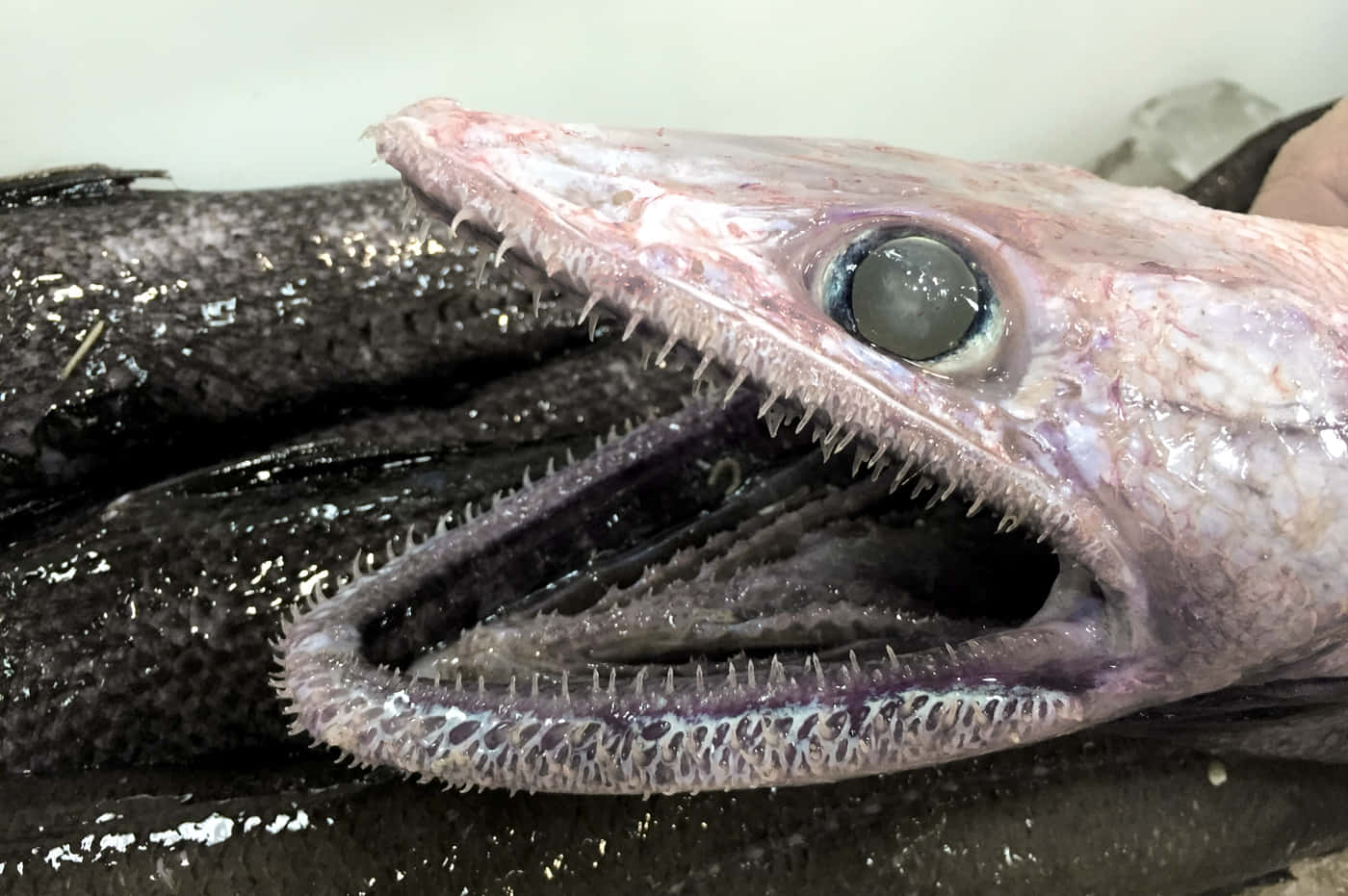 Lizardfish 桌布 壁紙 — 一條深色魚，有尖銳牙齒和大眼睛，躺在市場的冰上特寫。
