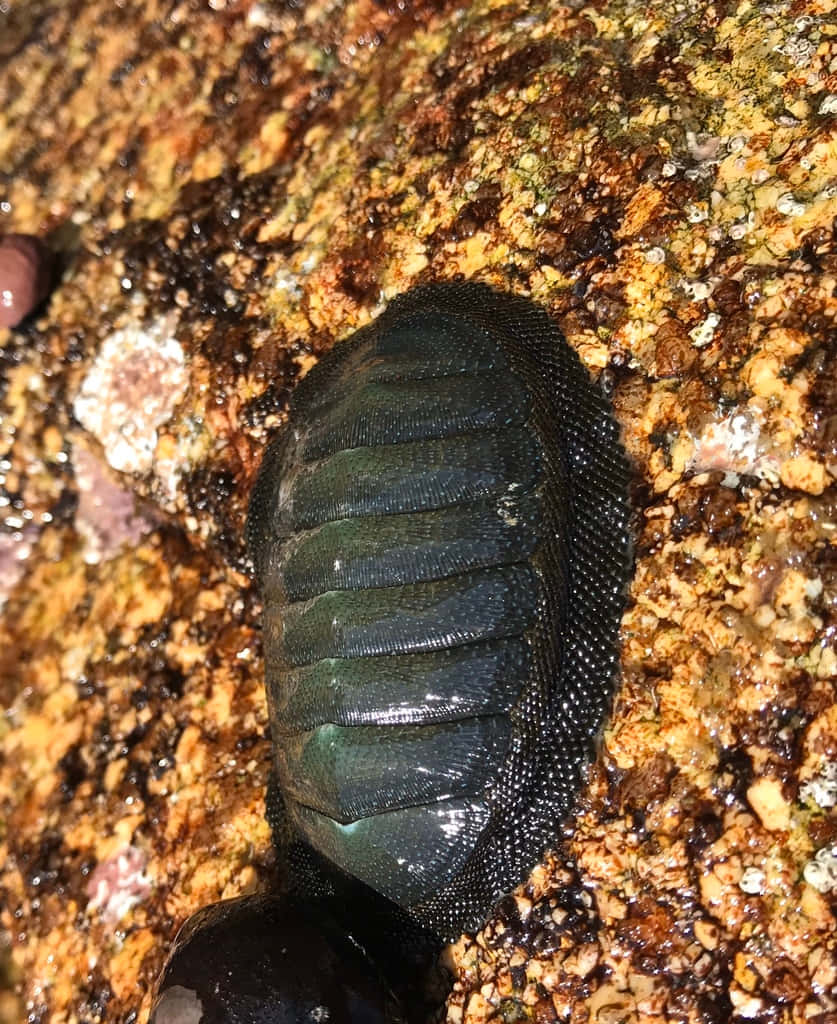  壁紙 — 深綠色石鱉緊貼在潮濕、有紋理且覆蓋藻類和藤壺的岩石上的特寫。