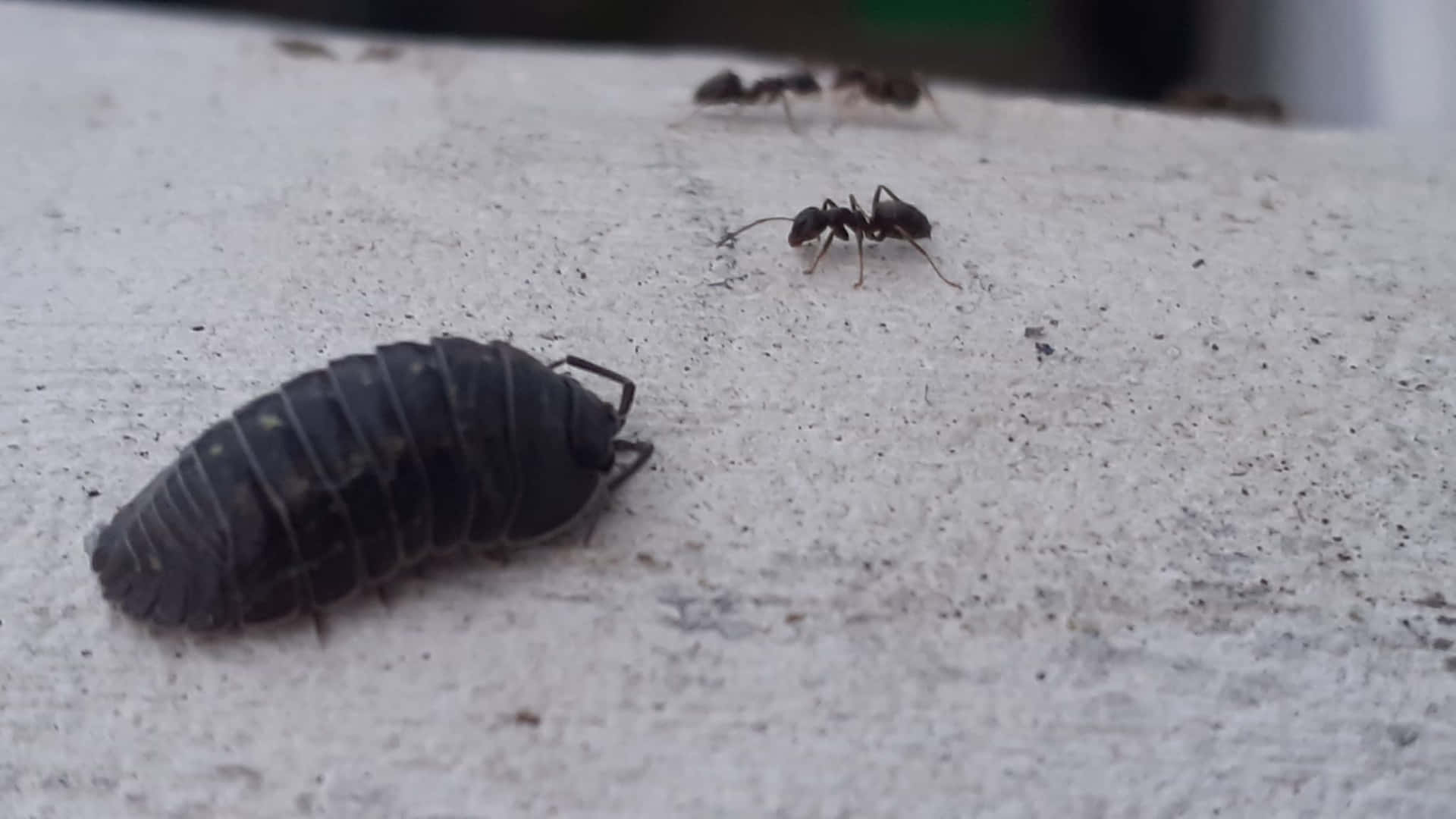  壁紙 — 粗糙淺灰色混凝土表面上一隻深色分節等足類動物和兩隻螞蟻的特寫。