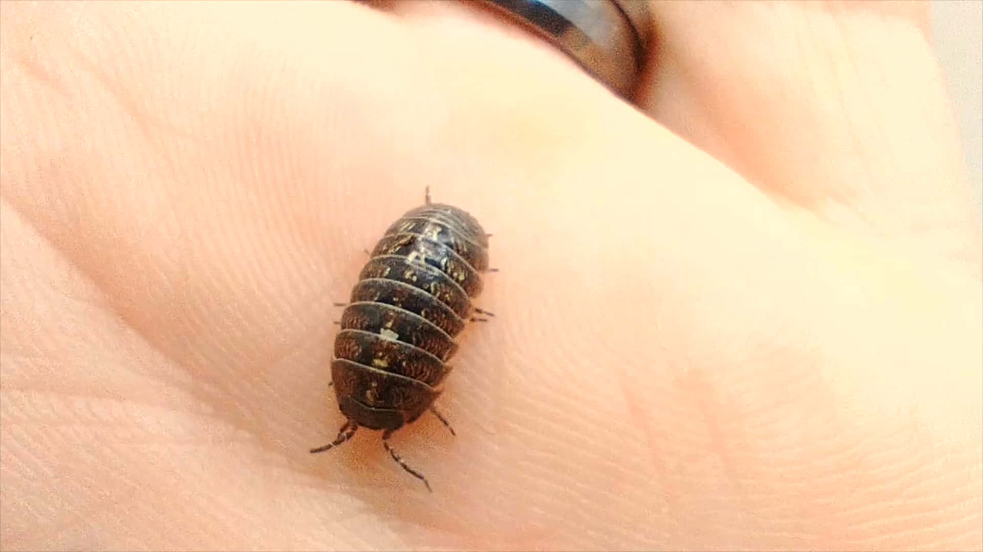  壁紙 — 一隻深色分節等足類動物在人類手掌上休息的特寫，可見皮膚紋理和背景中的戒指。