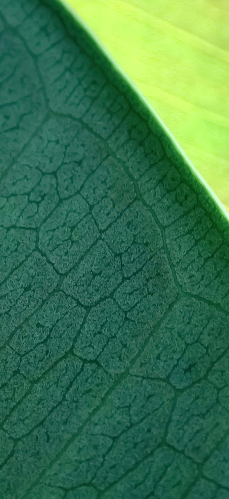  壁紙 — 深綠色葉子的特寫，葉脈圖案錯綜複雜，與明亮的萊姆綠色葉緣形成對比。