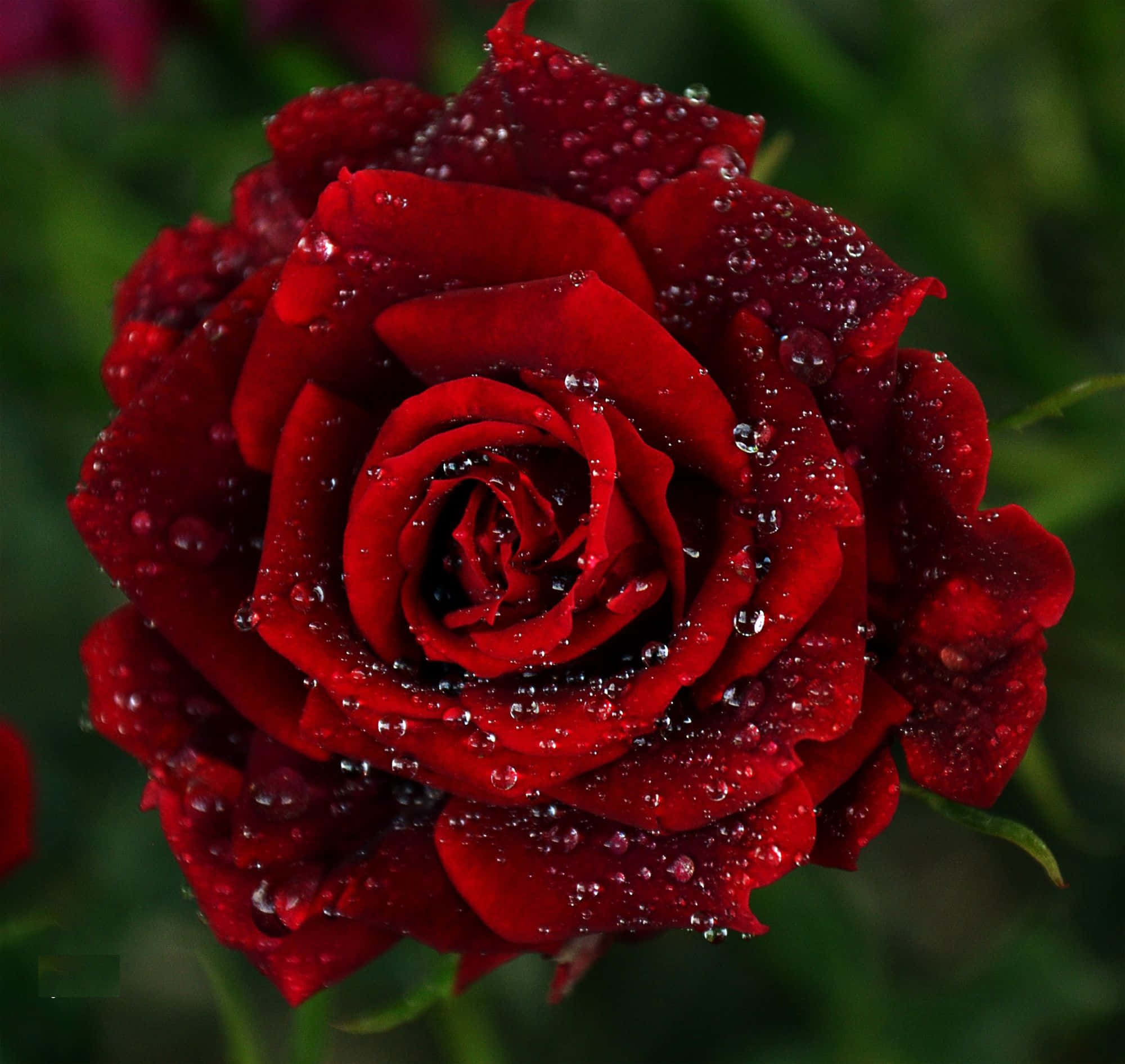 Red Rose 桌布 壁紙 — 深紅玫瑰的特寫，天鵝絨般的花瓣上閃爍著水珠，背景是模糊的綠色。