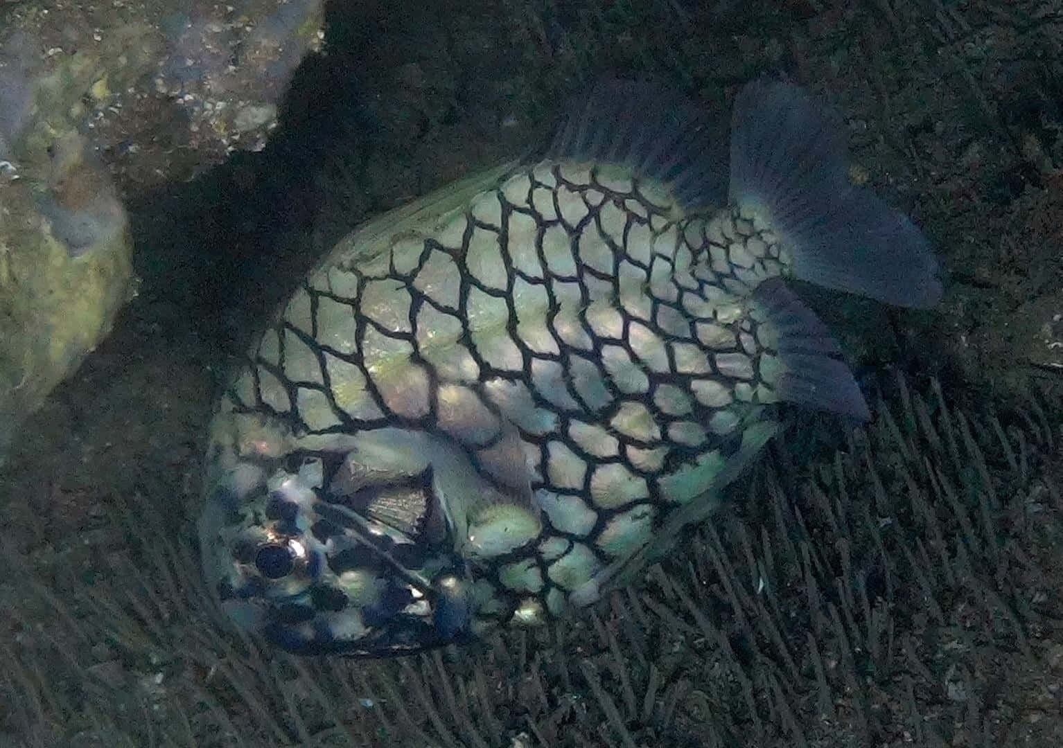  壁紙 — 一條魚的特寫，帶有引人注目的黑色和銀色鱗片圖案，在水下深色珊瑚和岩石間休息。
