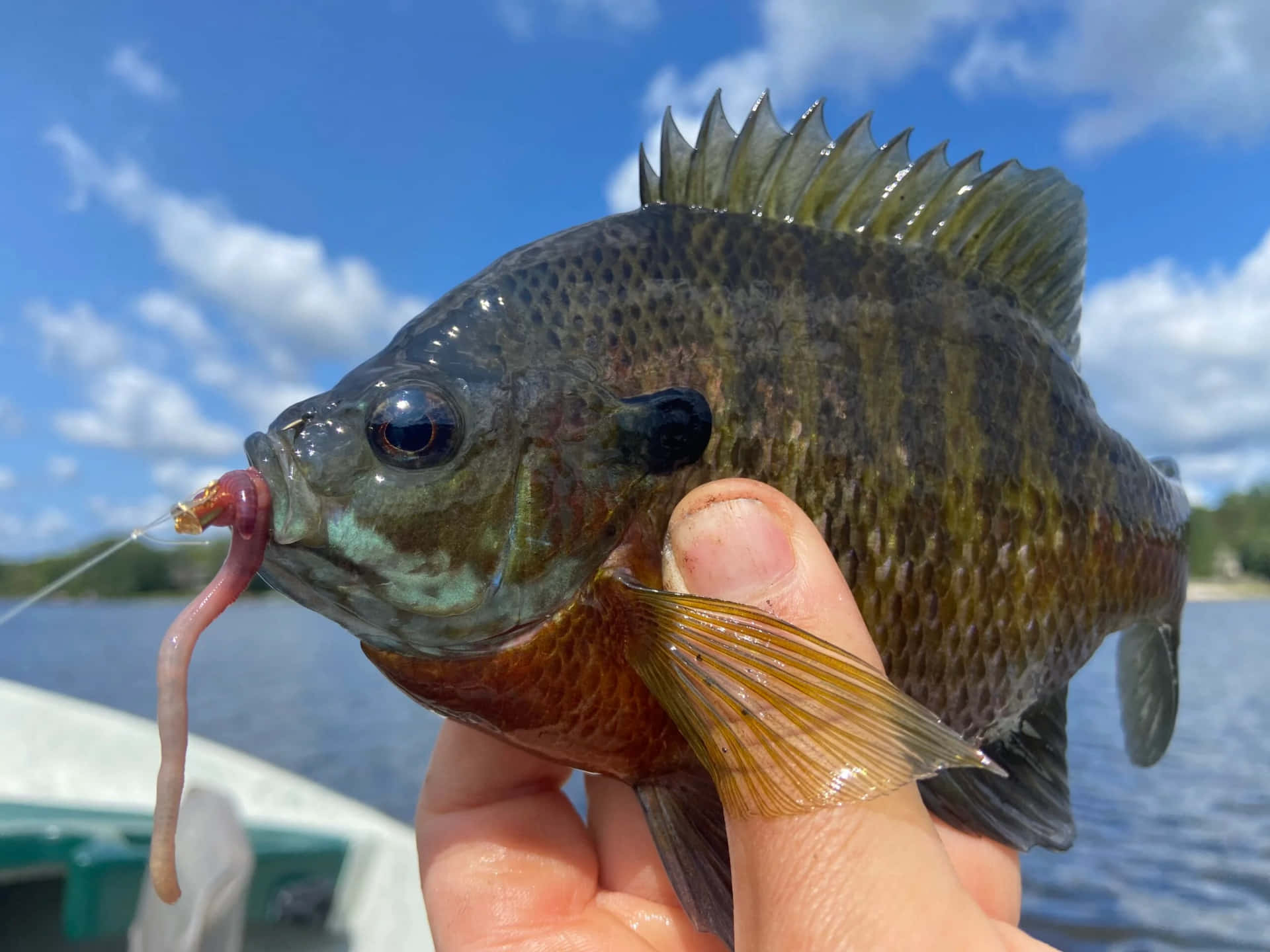  壁紙 — 一隻手拿著一條剛捕獲的太陽魚，魚嘴裡有蟲餌，背景是明亮的藍天和湖泊的特寫。