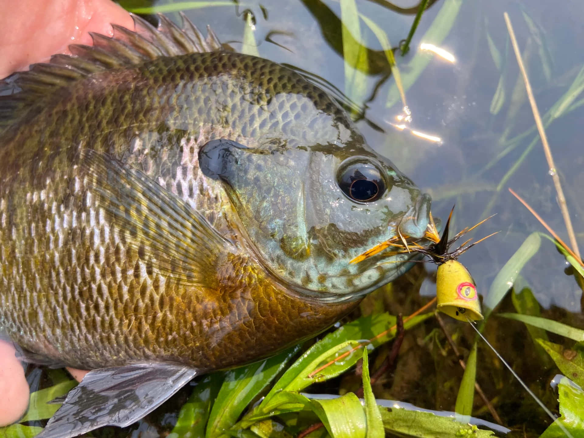  壁紙 — 一條剛捕獲的太陽魚的特寫，嘴裡叼著黃色魚餌，懸在綠色水生植物上方。