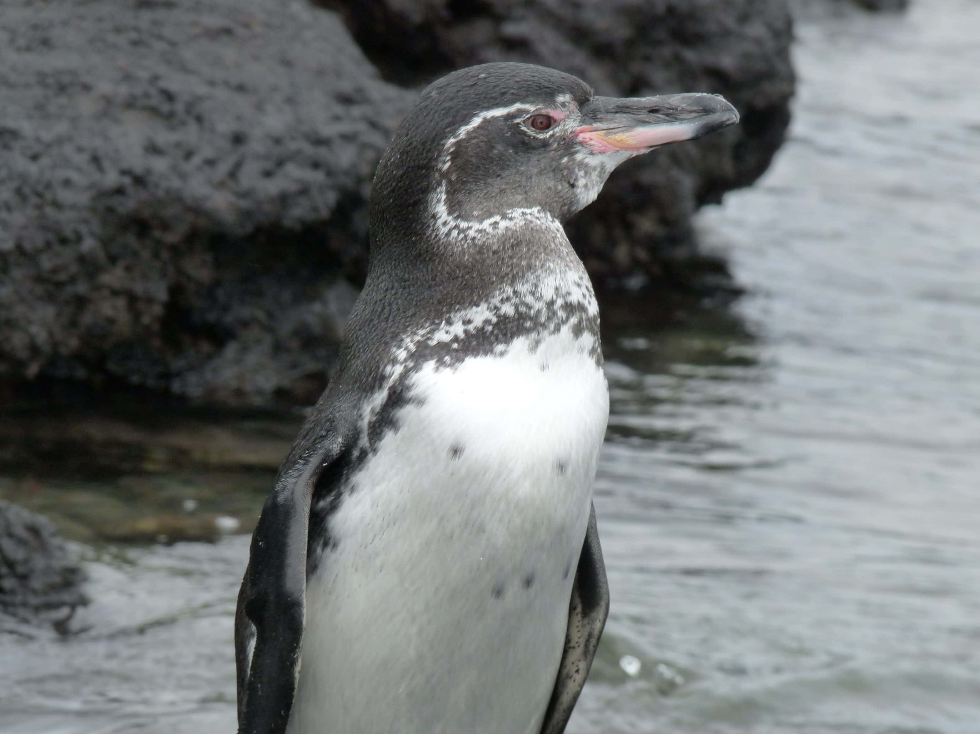 Galapagos Penguin 桌布 壁紙 — 加拉帕戈斯企鵝近距離特寫，站立於岩石海岸線，背景是平靜的水面。