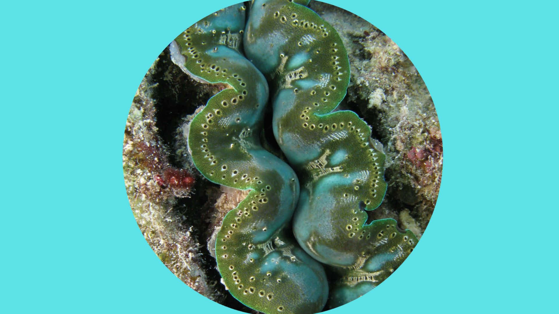 Giant Clam 桌布 壁紙 — 一個特寫鏡頭，展示一隻巨蚌，其虹彩綠色和藍色外套上裝飾著一排排小孔，背景是珊瑚礁，置於圓形框架內。
