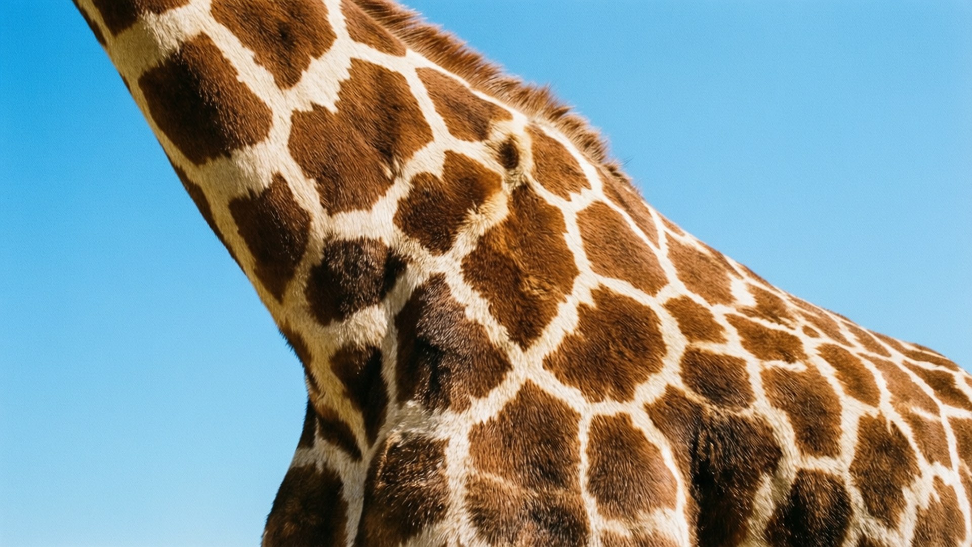 Giraffe Fur Pattern Sky 壁紙 — 長頸鹿頸部和肩部的特寫，顯示詳細的棕色和奶油色圖案皮毛，背景是清澈的藍天。