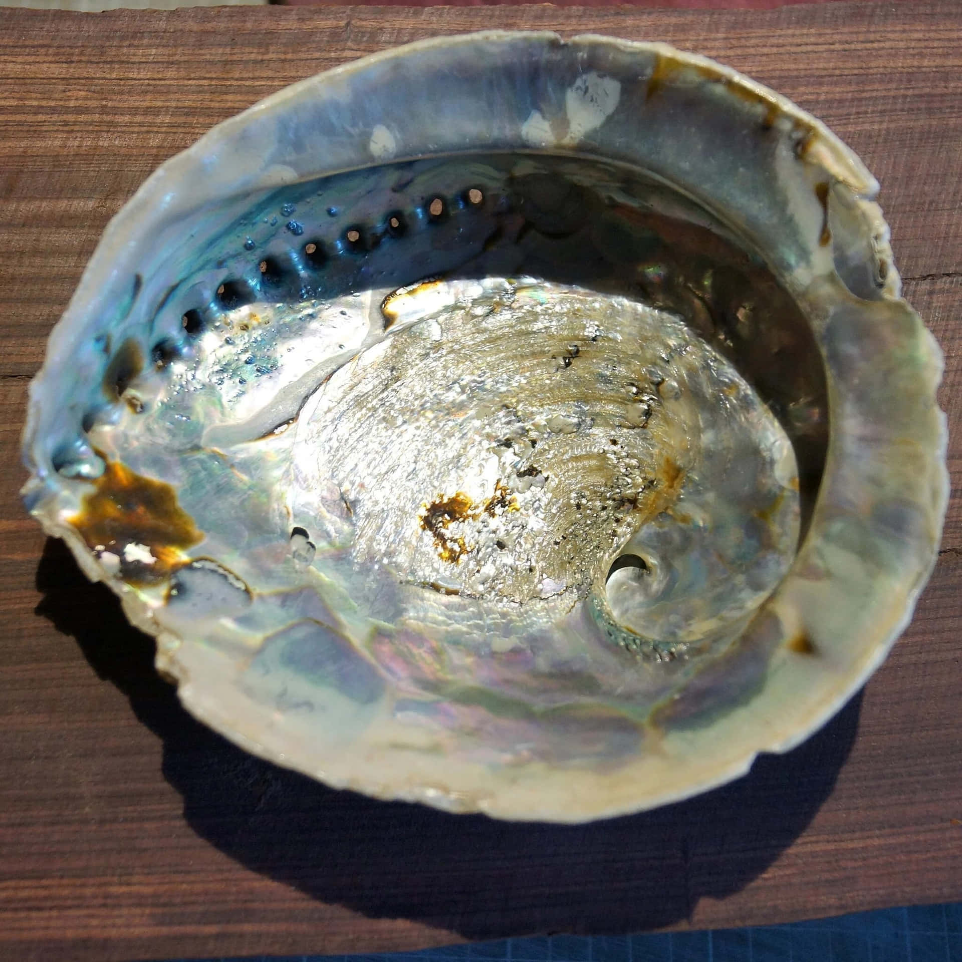  壁紙 — 一個光澤的鮑魚殼特寫，展現出虹彩般的藍色、綠色和金色，放置在深色木質表面上。
