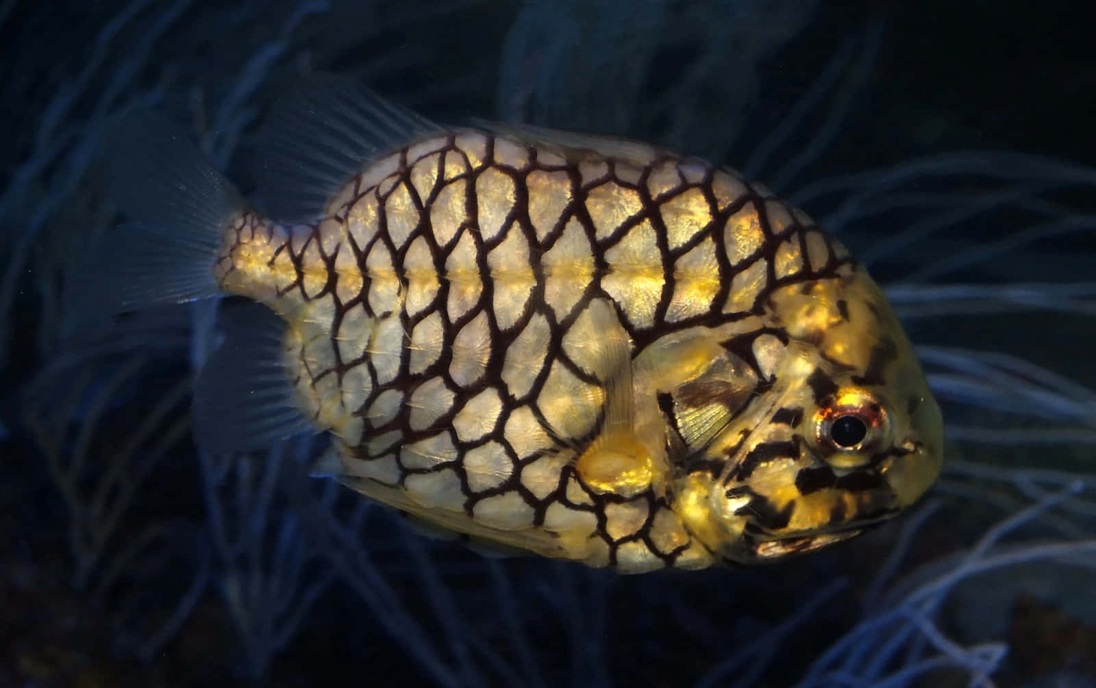  壁紙 — 一條金色魚類帶有複雜黑色網狀圖案的特寫，在深藍色珊瑚附近游動。
