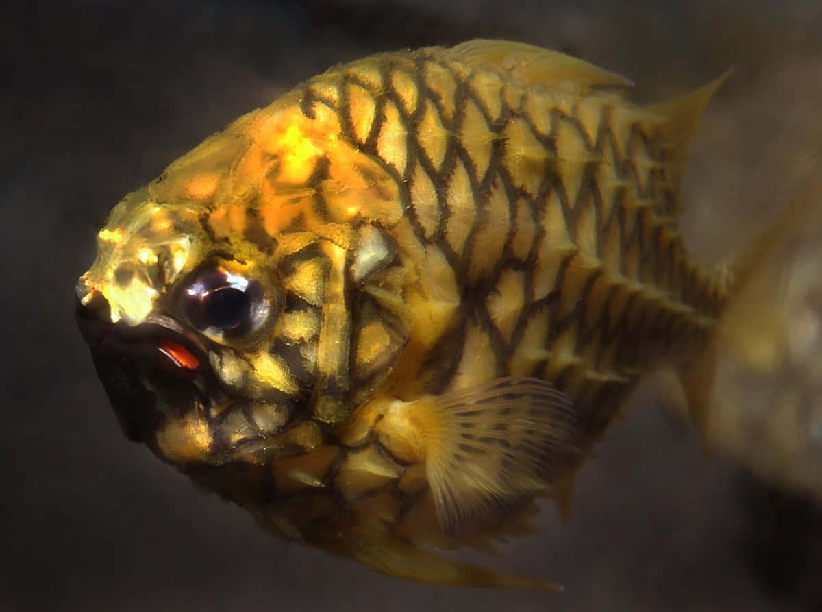  壁紙 — 金色魚類近距離特寫，帶有複雜黑色圖案及大黑眼睛，在渾濁水中游動。