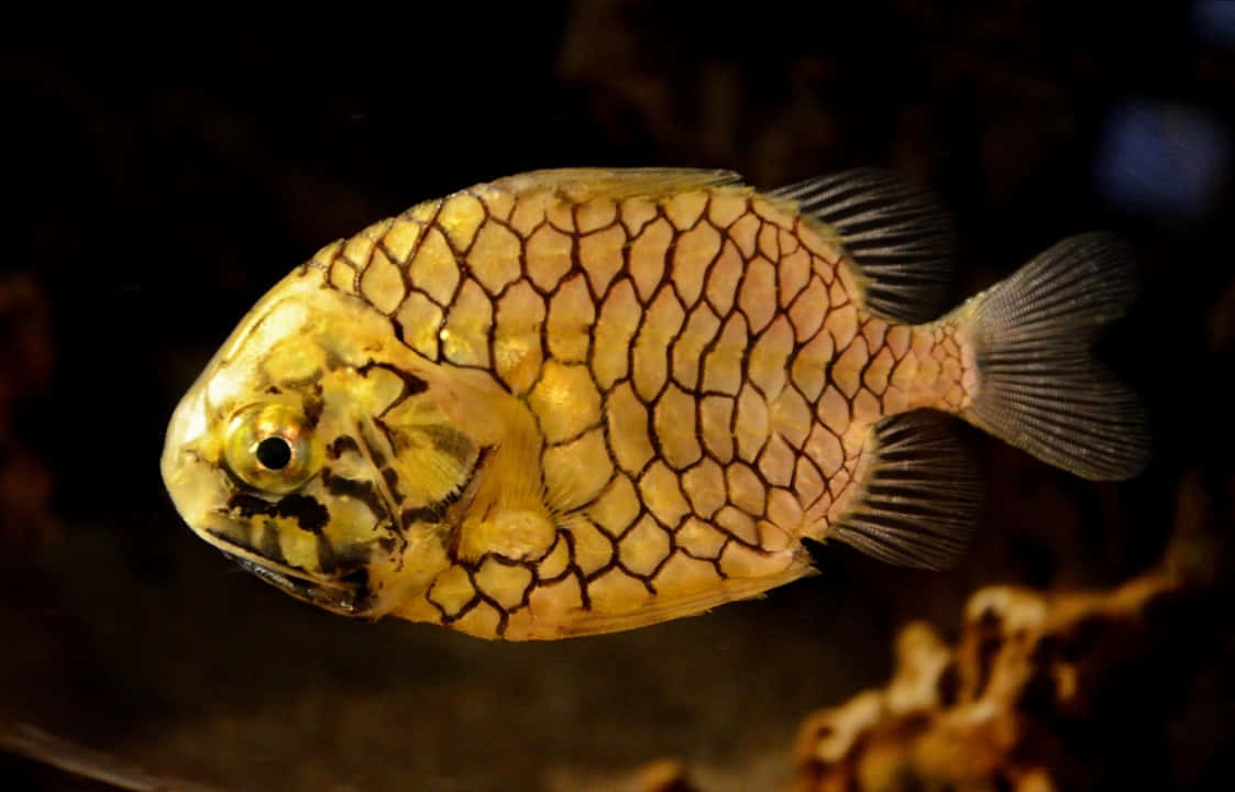  壁紙 — 一條金色魚的特寫，帶有複雜的深色鱗片圖案，在昏暗的水中游動。
