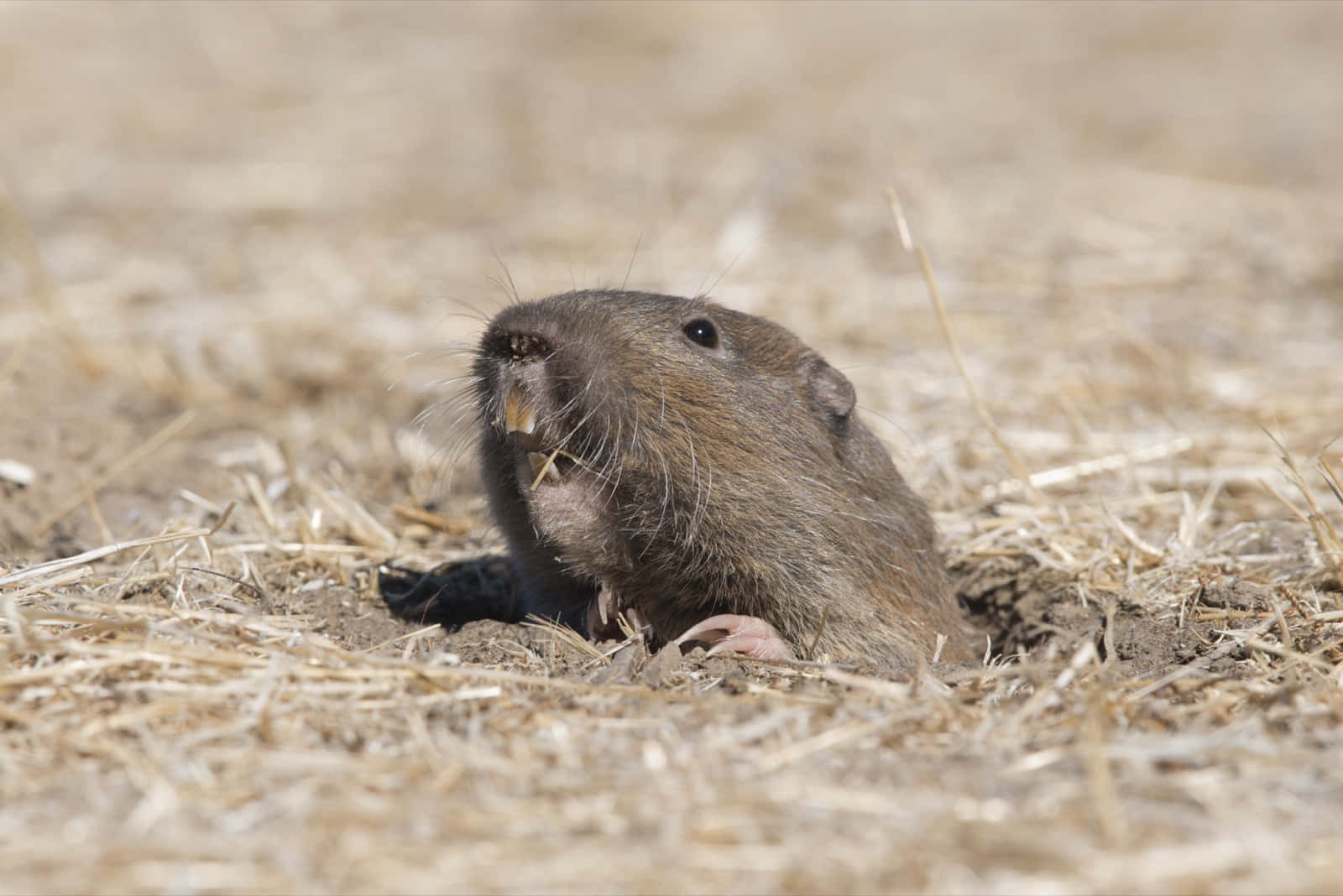 Gopher 桌布 壁紙 — 地鼠從乾燥泥土中探出頭來的特寫，乾草散落在其洞穴入口周圍。