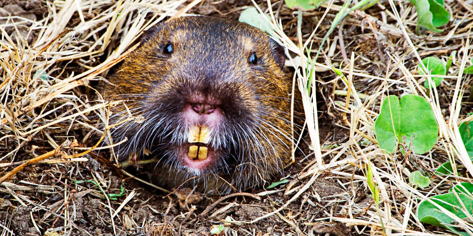 Gopher 桌布 壁紙 — 近距離拍攝一隻囊地鼠從洞穴中探出頭來，露出明顯的黃色牙齒和鬍鬚，周圍環繞著乾草和綠葉。