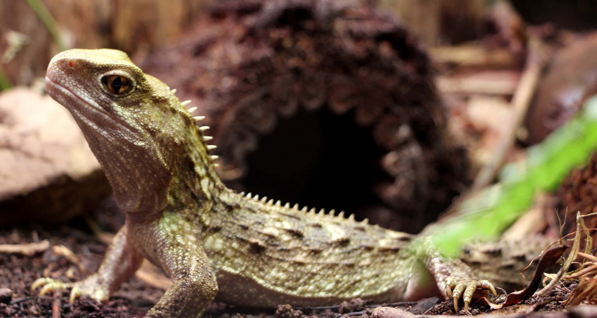  壁紙 — 綠色和棕色的喙頭蜥（tuatara）特寫，帶有尖刺冠，在森林地面靠近空心木休息。