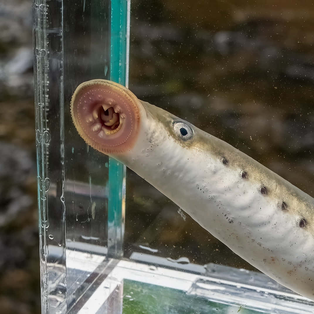  壁紙 — 七鰓鰻張開圓形嘴巴，緊貼水族箱玻璃的特寫。