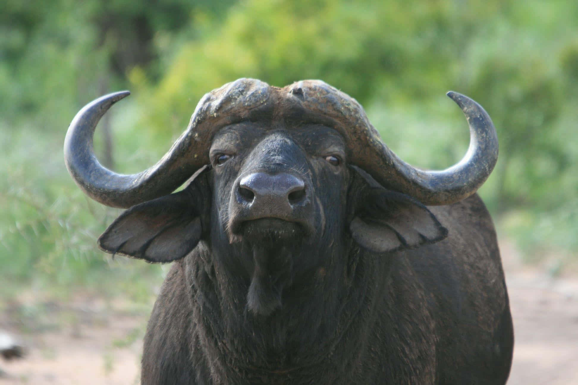 Water Buffalo 桌布 壁紙 — 一頭大型非洲水牛的近距離特寫，擁有巨大的彎曲角，直視鏡頭，背景是模糊的綠色。