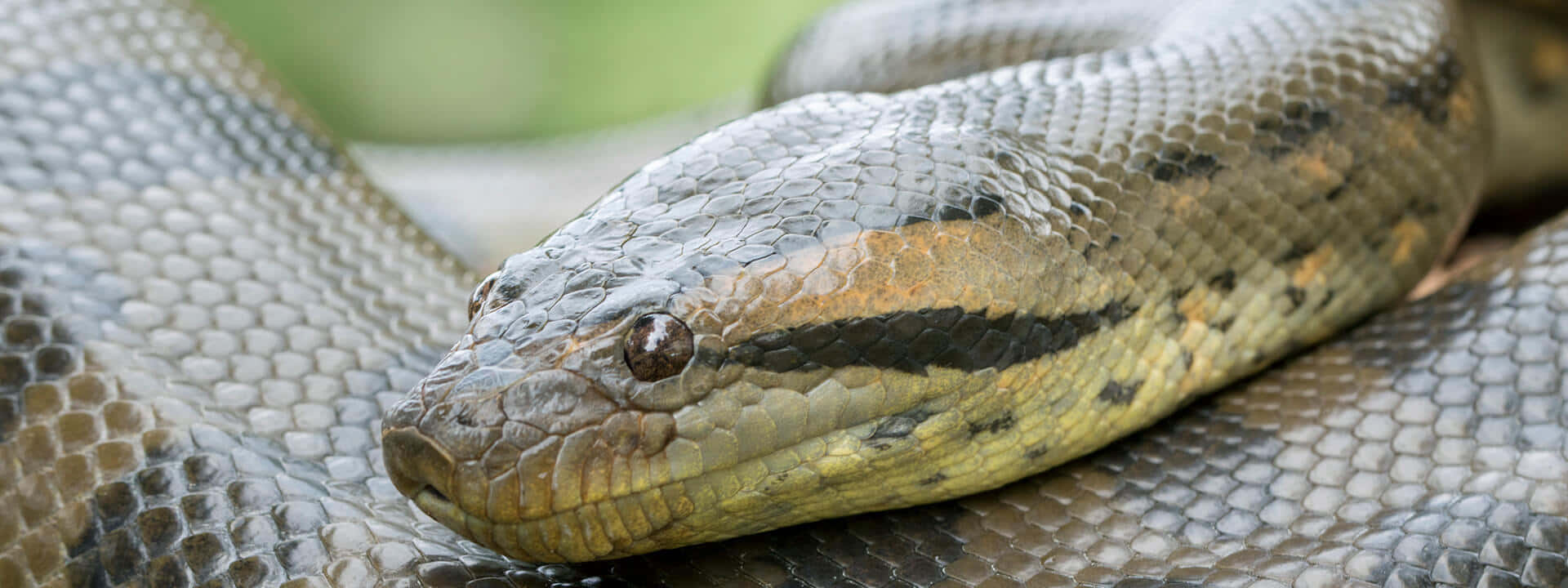 Anaconda 桌布 壁紙 — 大型森蚺頭部和盤繞身體的特寫，展現細緻鱗片和大地色調。