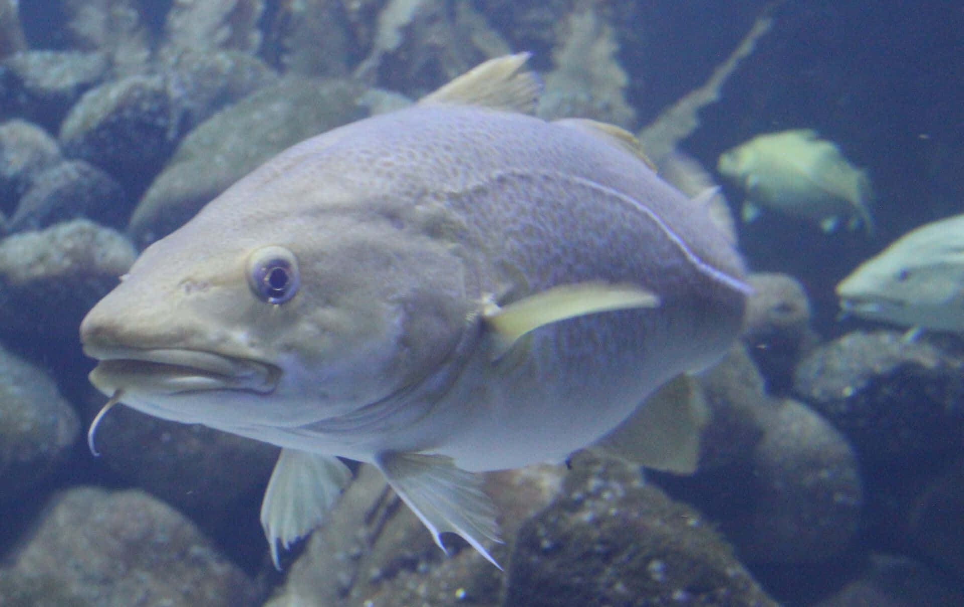 壁紙 — 一條大鱈魚在昏暗的水族館中，在黑暗的水下岩石之間優雅地游泳的特寫。