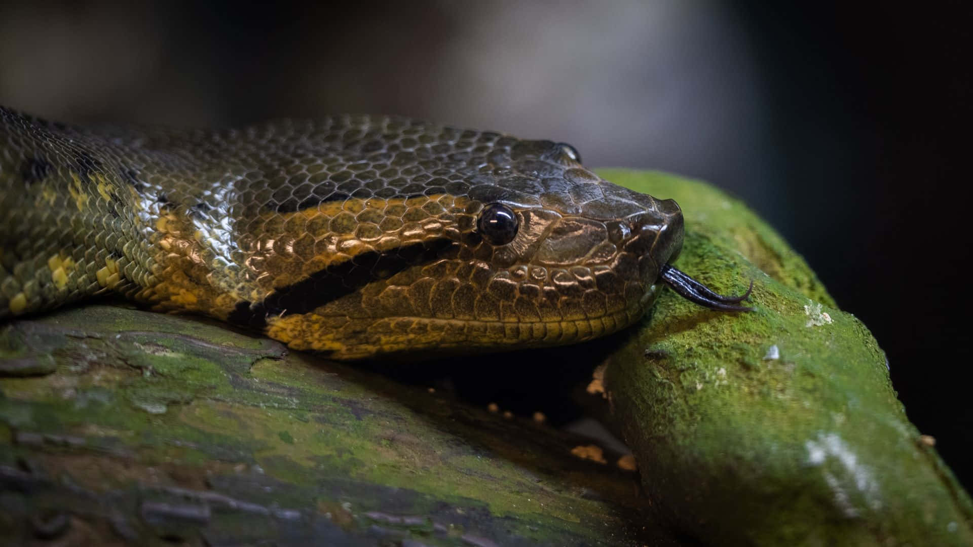 Anaconda 桌布 壁紙 — 特寫鏡頭：一條大型綠色和棕色、舌頭分叉的蛇，在黑暗森林中休息在長滿苔蘚的木頭上。