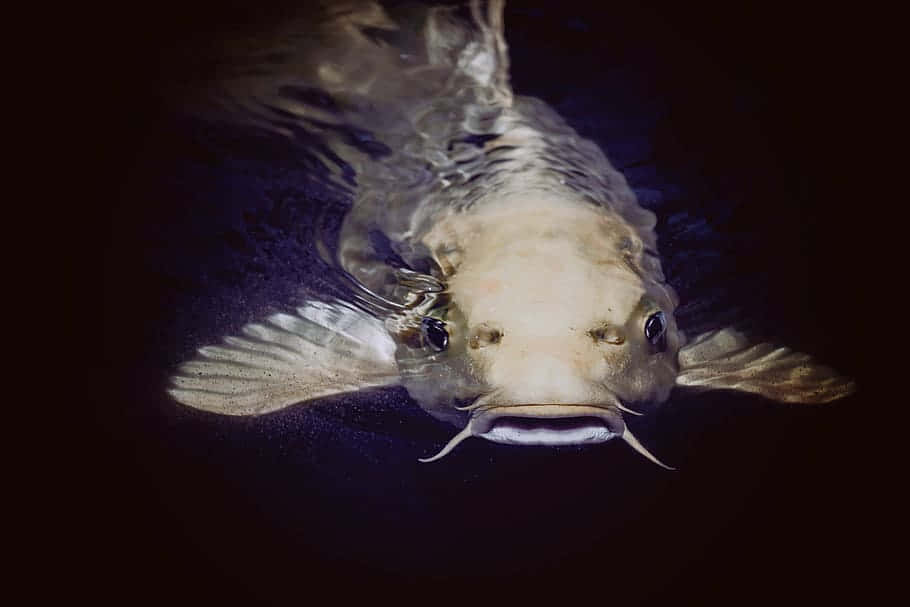  壁紙 — 一條有鬍鬚的大淡色魚在黑暗水中向上游向觀眾的特寫。