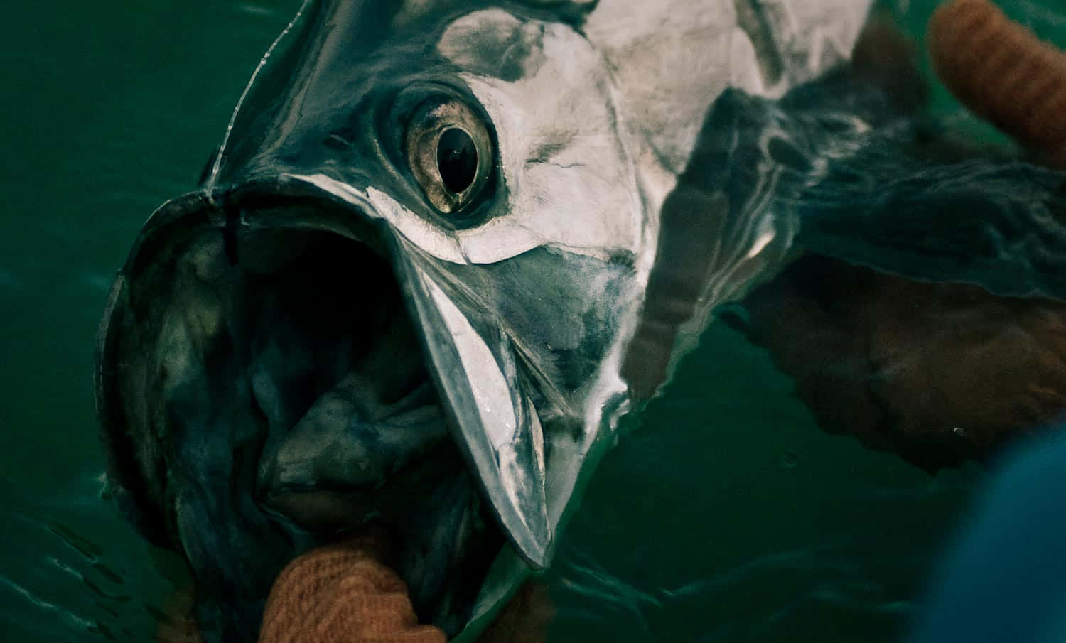  壁紙 — 在渾濁的綠色水中，一個大銀色魚張開大嘴被人類雙手抓住的特寫。