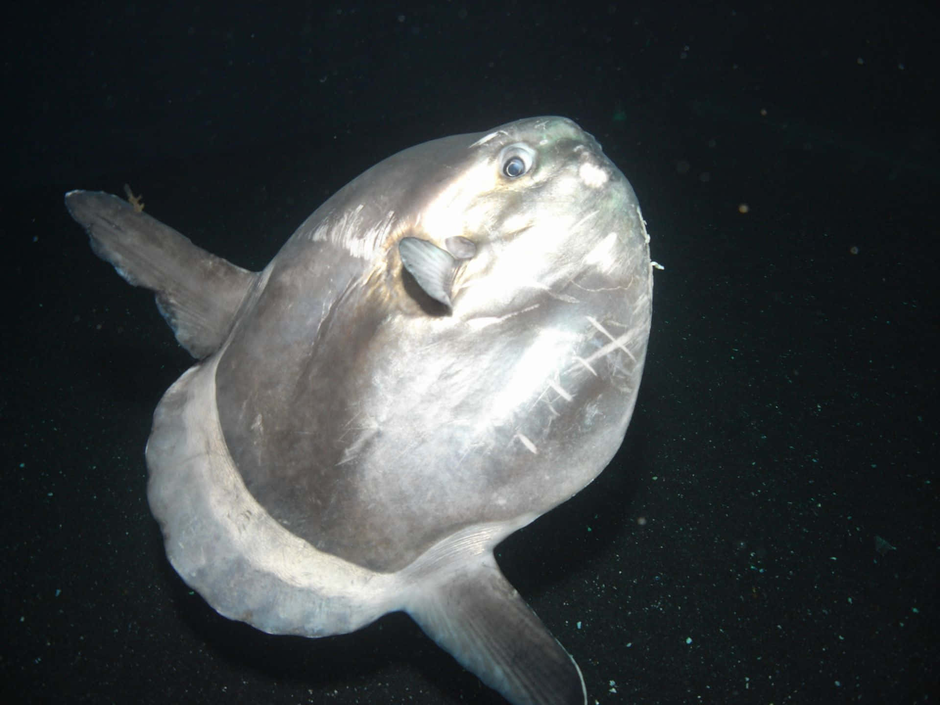  壁紙 — 一條大型銀色翻車魚的特寫，漂浮在黑暗深水中，圓形身體和一只可見的眼睛。