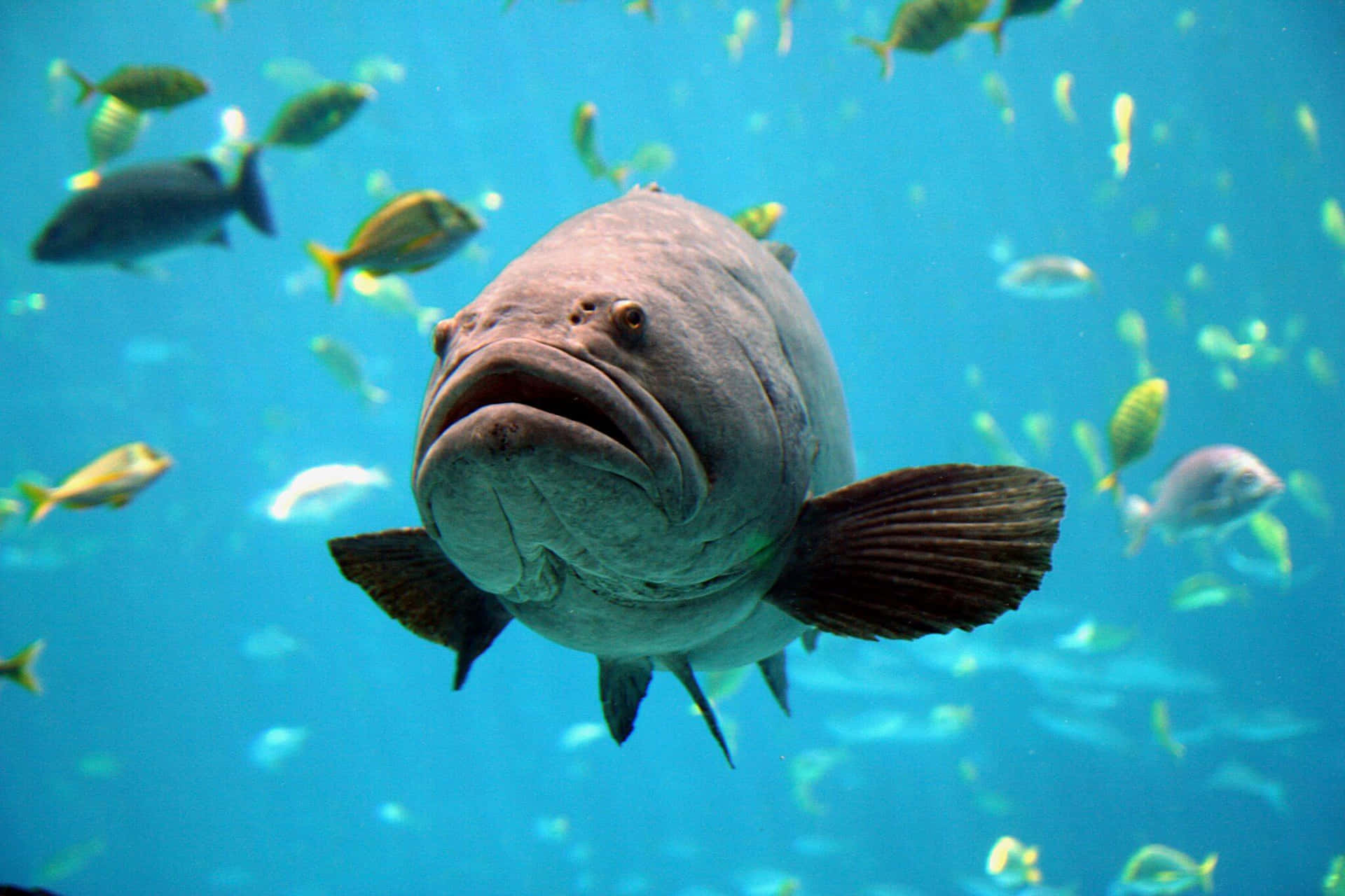  壁紙 — 一條大型、有紋理的石斑魚在清澈的藍色海水中游向鏡頭，周圍有小魚穿梭的近距離特寫。