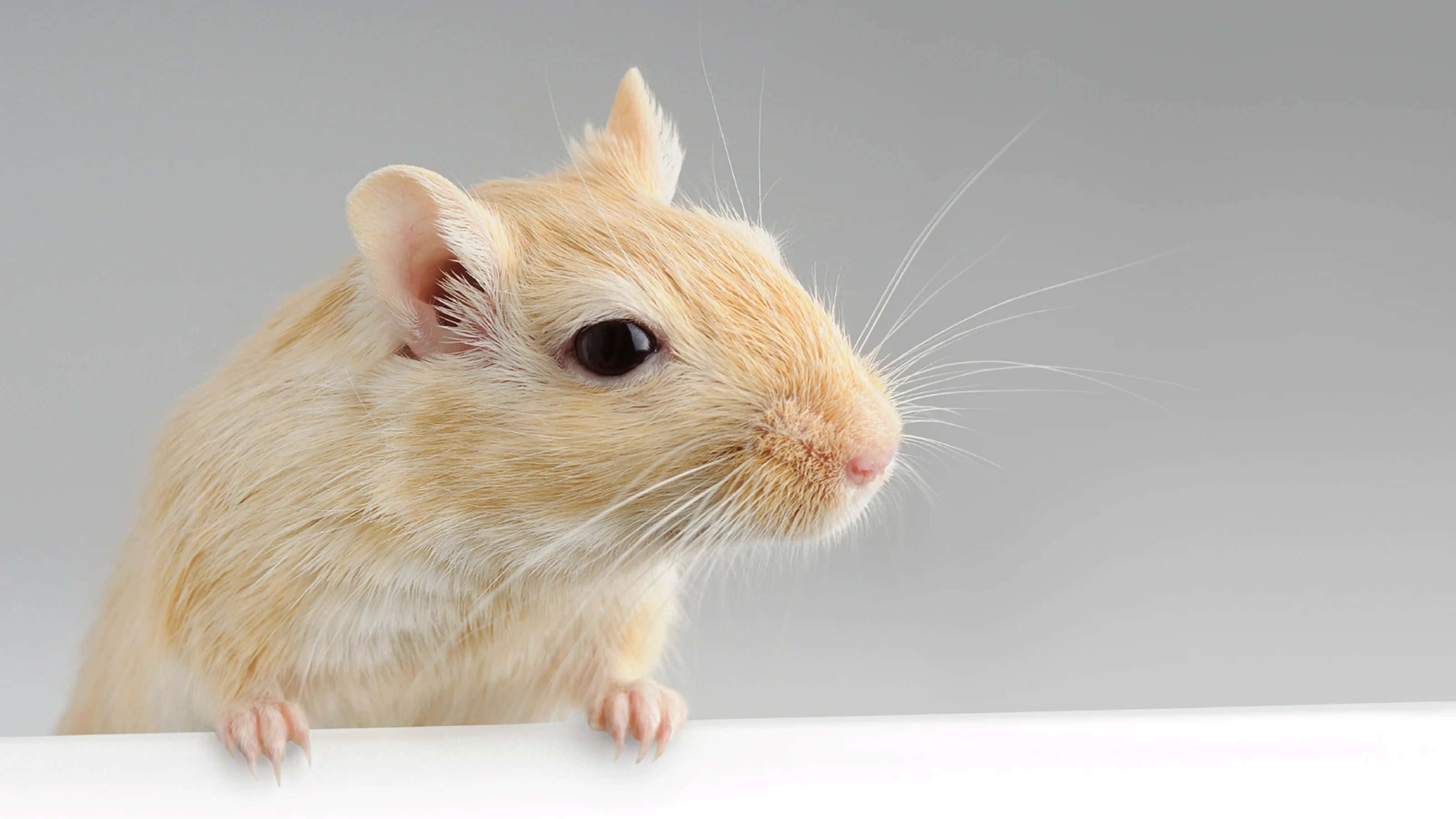 Gerbil 桌布 壁紙 — 淺棕色沙鼠的特寫，棲息在白色表面上，背景為柔和的灰色。