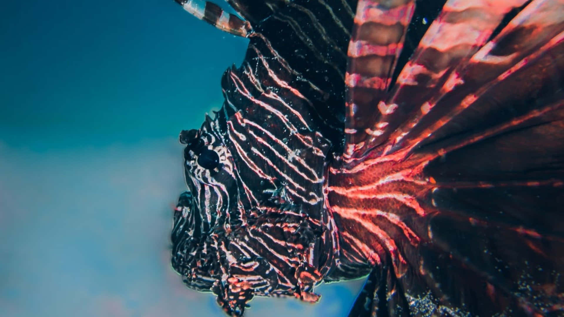  壁紙 — 一條帶有鮮明紅黑條紋的獅子魚在清澈的藍色海水中游動的特寫。