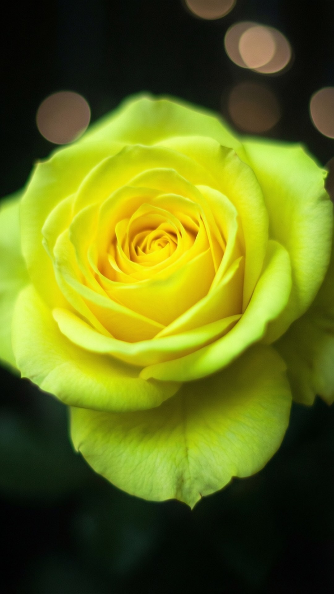 Glowing Neon Yellow Rose 壁紙 — 暗色背景中，一朵發光的黃玫瑰特寫，帶有柔和模糊的金色散景光點。