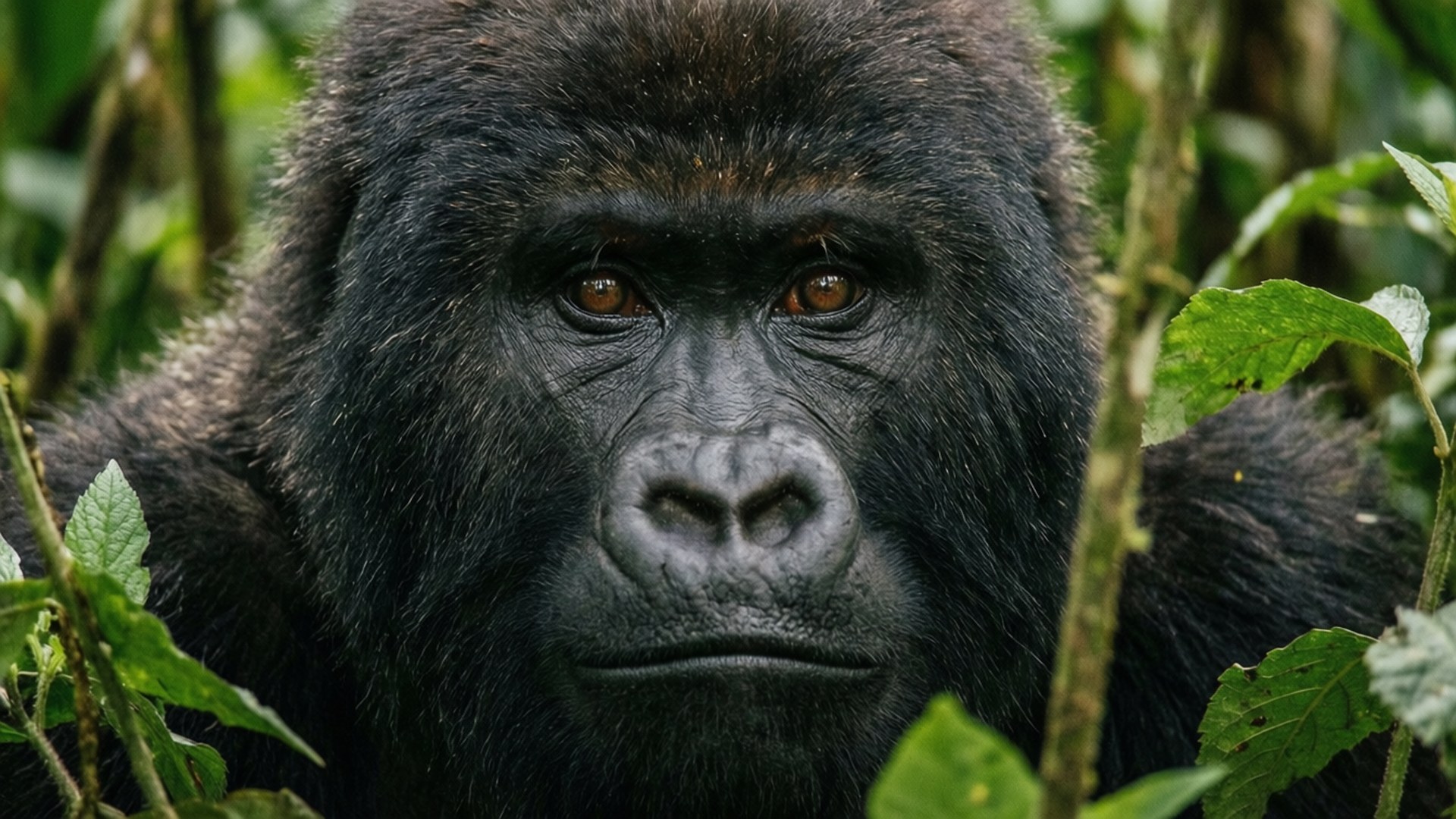 Korup Gorilla Close-up 壁紙 — 一隻威嚴的銀背大猩猩特寫，擁有強烈的琥珀色眼睛，透過茂密的綠色叢林葉片凝視。