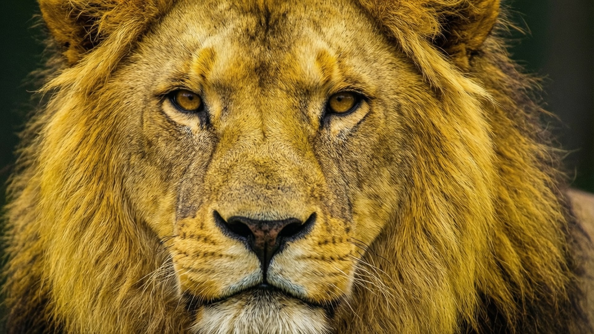 Golden Lion Profile 壁紙 — 雄性獅子臉部特寫，金色鬃毛，強烈的琥珀色眼睛直視前方。