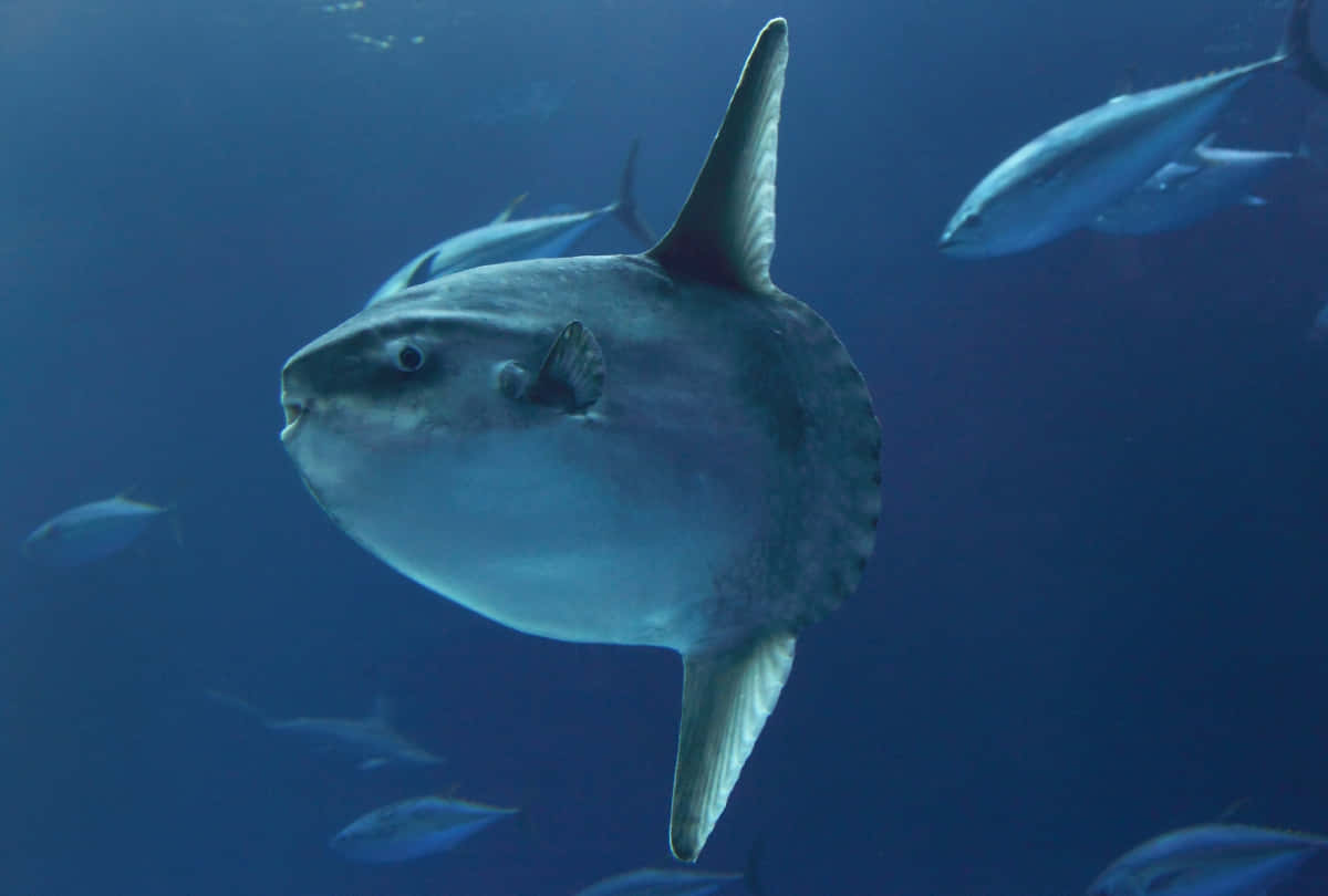  壁紙 — 一條巨大的圓形海洋翻車魚在深藍色水中滑行，附近有流線型的鮪魚游動的特寫。