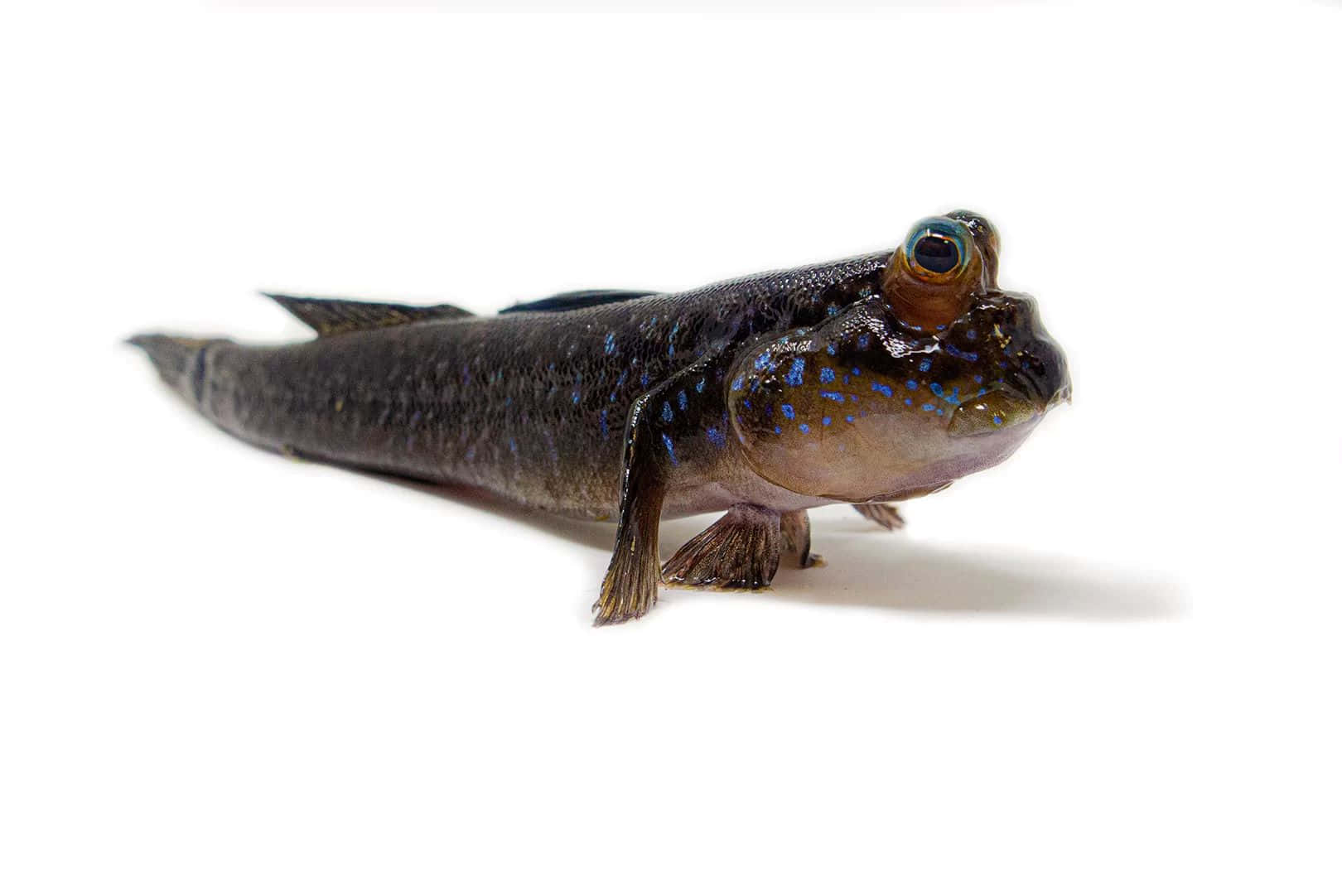  壁紙 — 一條有藍色斑點和大眼睛的彈塗魚在白色背景上的特寫。
