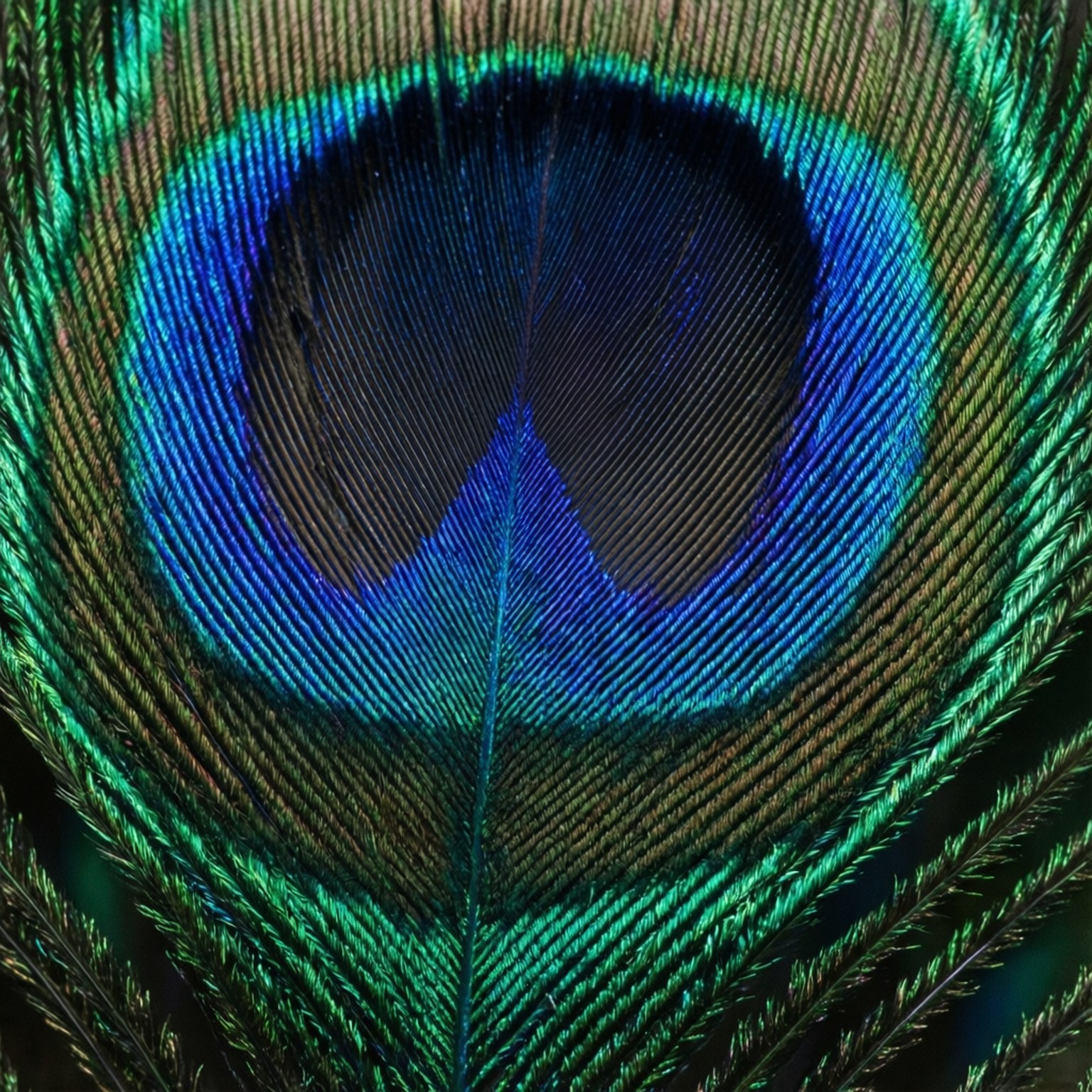 Peacock Feather Macro 壁紙 — 孔雀羽毛的特寫顯示出鮮豔的藍綠色眼狀圖案，帶有複雜的倒刺。