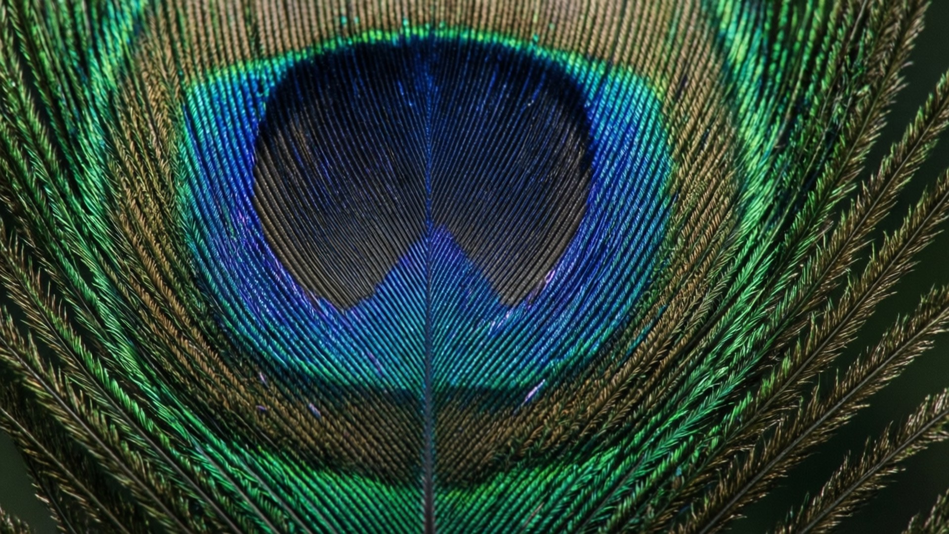 Peacock Feather Macro 壁紙 — 孔雀羽毛的特寫顯示出一個鮮豔的藍色眼睛，周圍環繞著翠綠色和金色的倒刺。