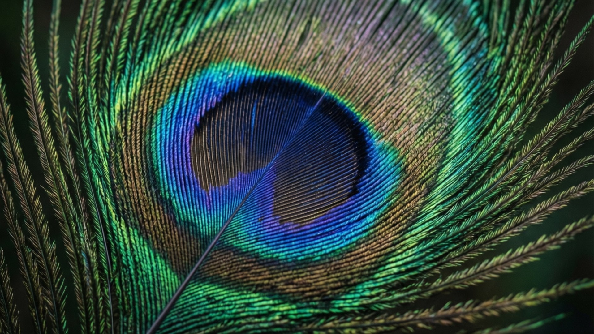 Peacock Feather Detail 壁紙 — 孔雀羽毛的特寫展現出充滿活力的藍綠色和金色虹彩眼紋，細小的羽枝向外輻射。