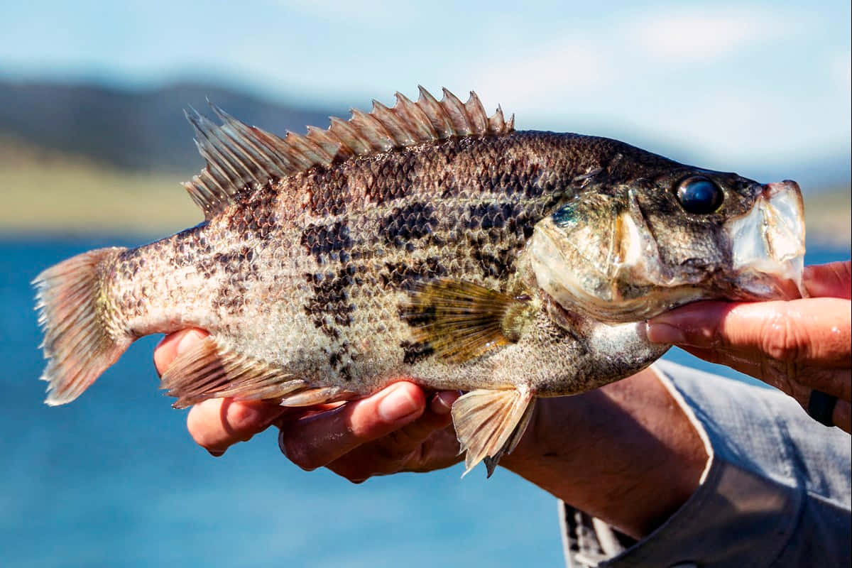  壁紙 — 一個人手持一條有尖銳魚鰭的斑點鱸魚的特寫，背景是模糊的藍色水面。