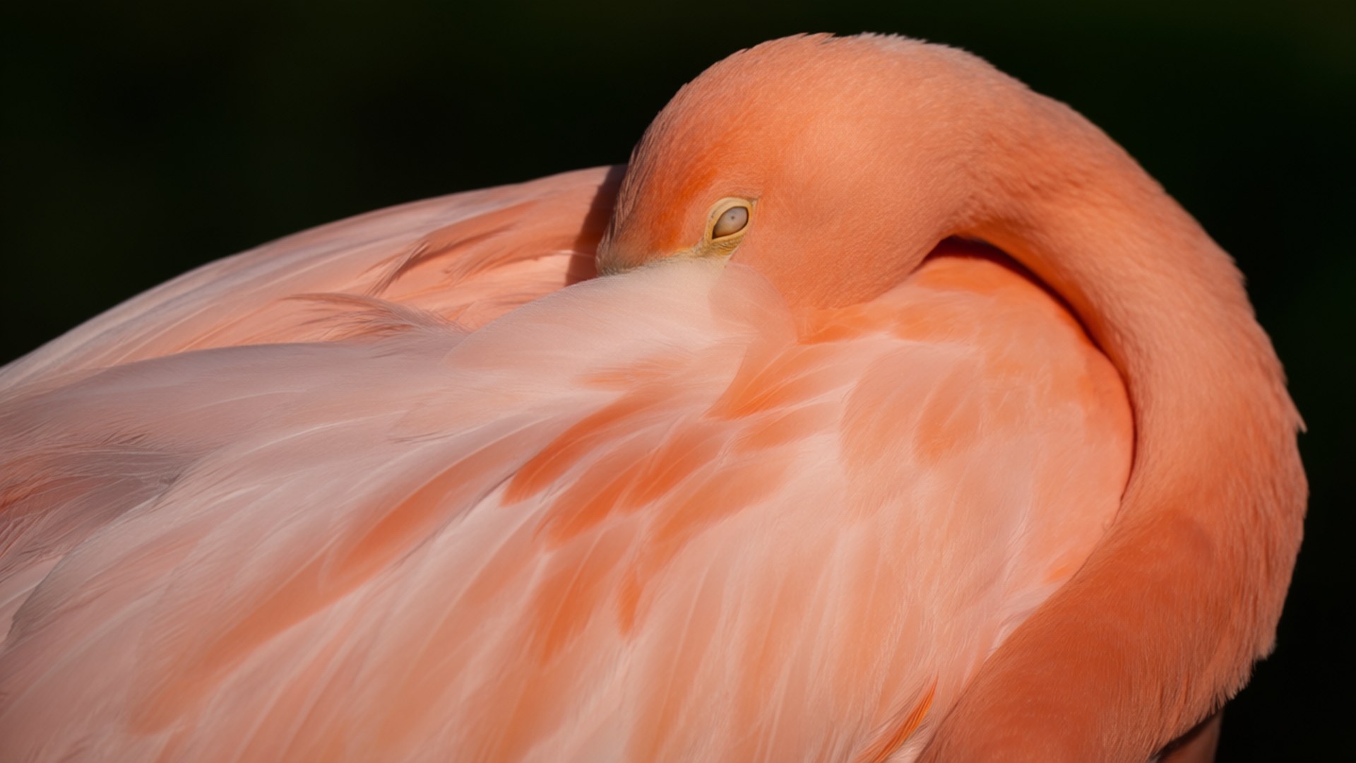 Sleeping Flamingo Peace 壁紙 — 一隻粉紅色火烈鳥在深色背景下將頭埋入羽毛中，蜷縮成緊密螺旋狀的特寫。