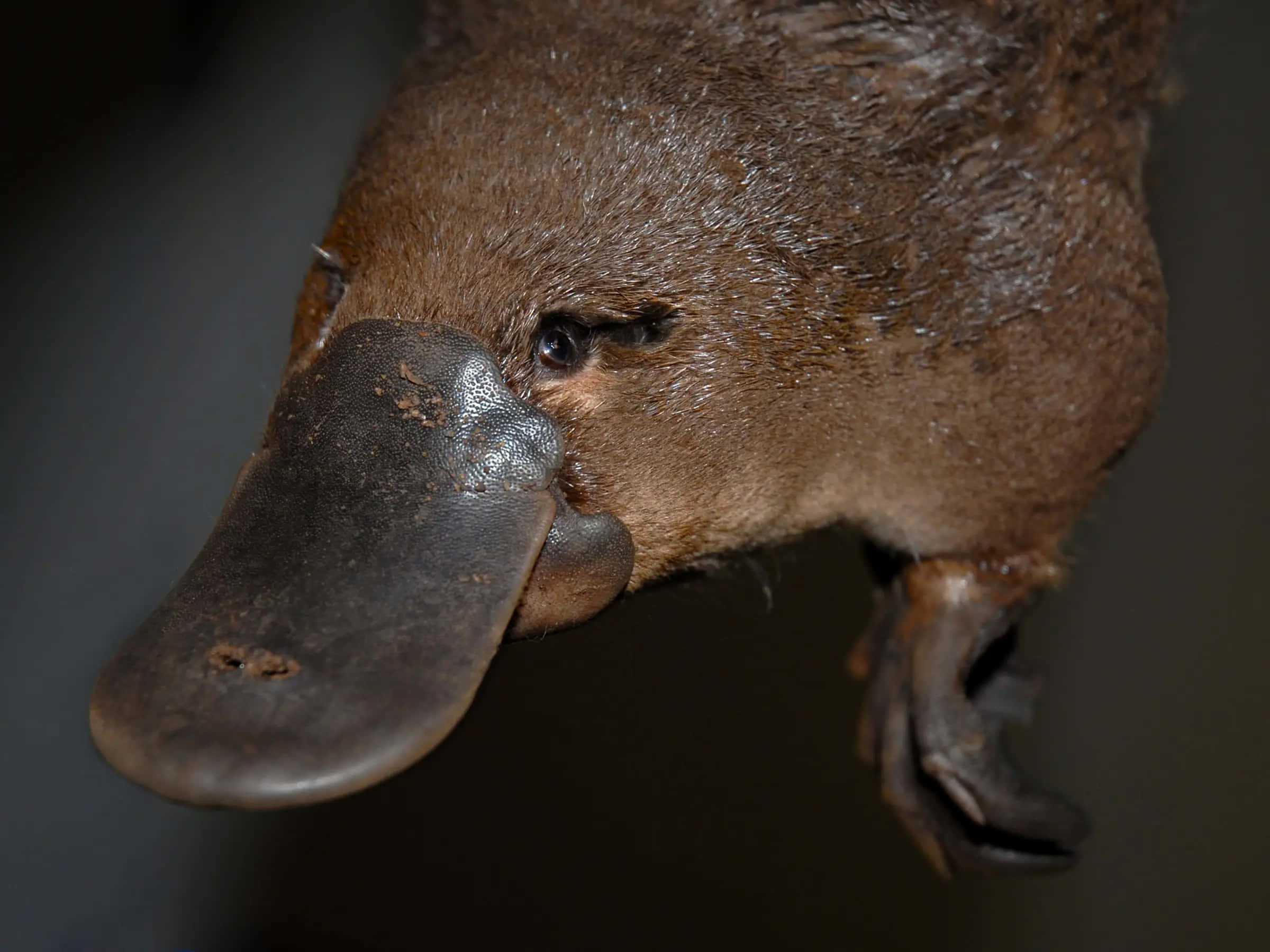Platypus 桌布 壁紙 — 鴨嘴獸的特寫，濕漉漉的棕色皮毛和扁平的大喙，背景為深色。