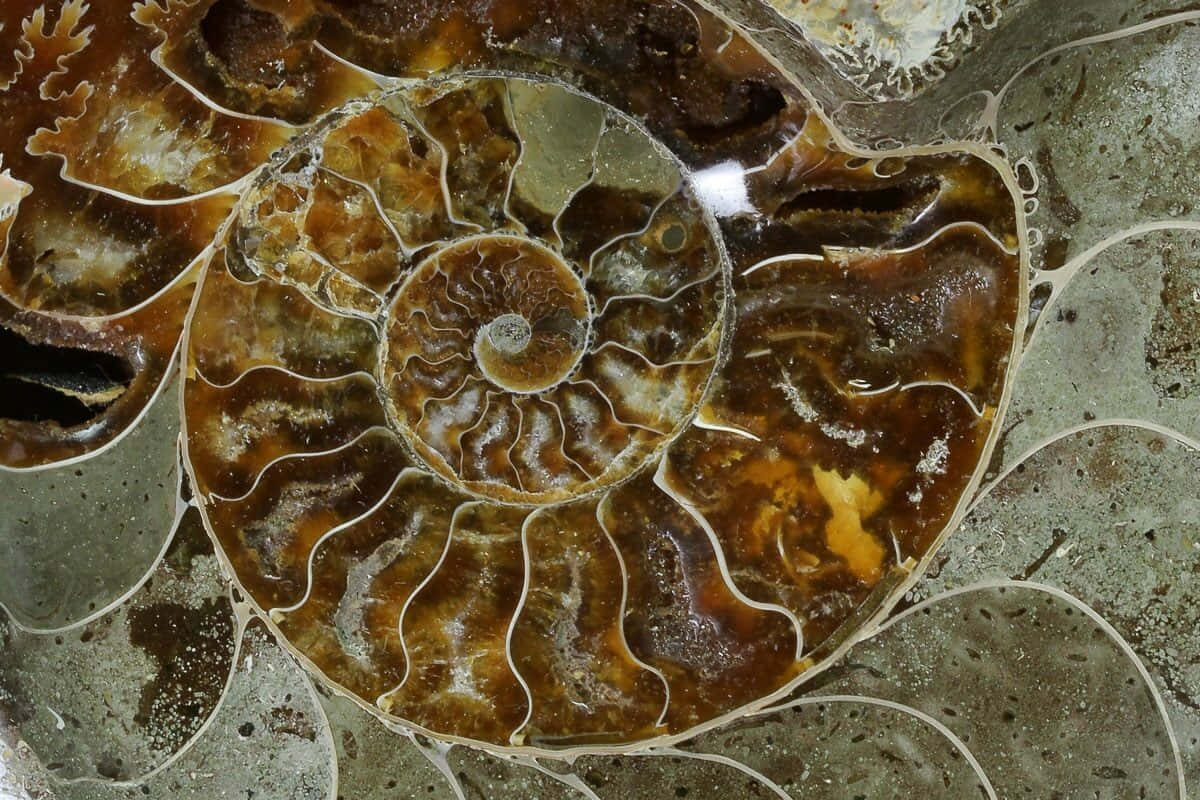 壁紙 — 拋光菊石化石的近距離特寫，展現出複雜的螺旋腔室，呈現大地色調的棕色和奶油色。