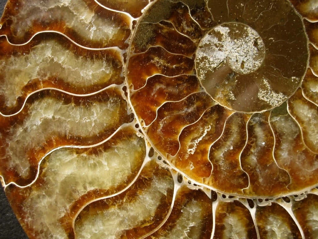  壁紙 — 拋光菊石化石的特寫，展現出溫暖琥珀色和奶油色調中複雜的螺旋腔室。