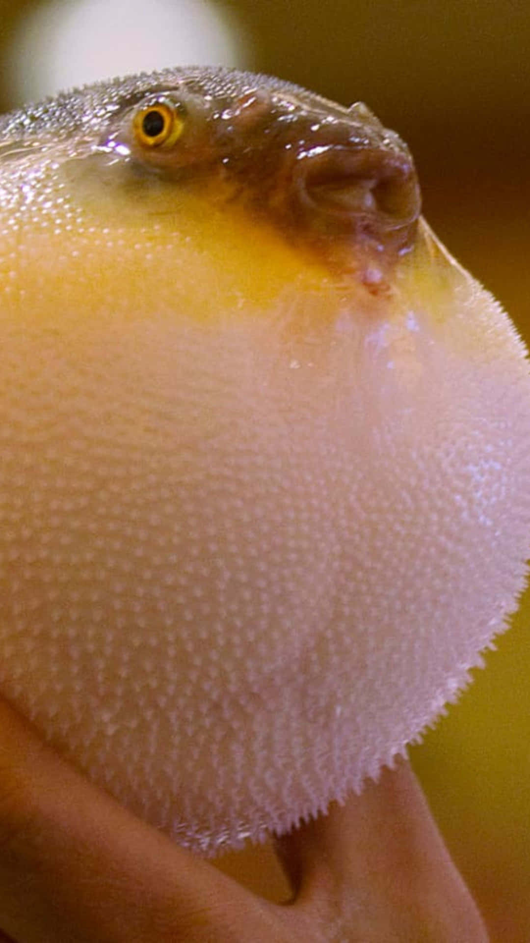  壁紙 — 一個特寫鏡頭，顯示一條河豚脹成圓形帶刺的球，輕輕握在人類手中。