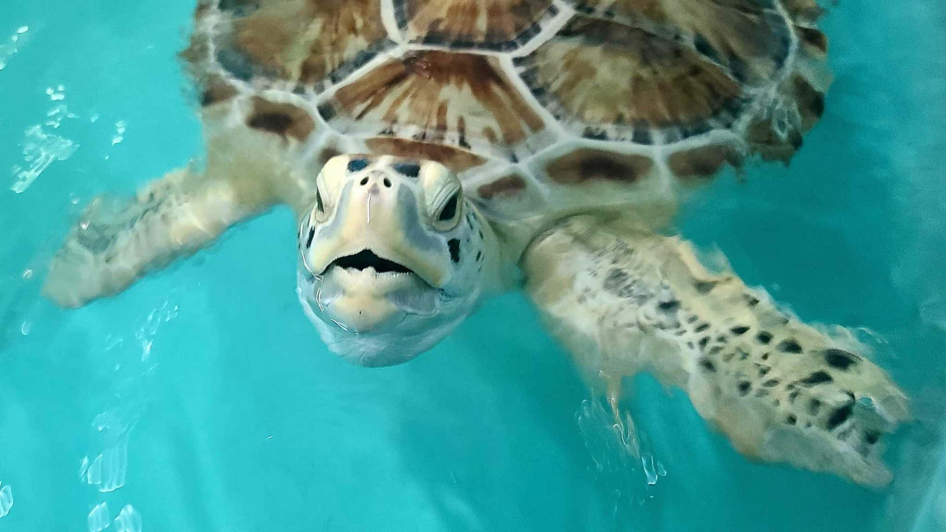  壁紙 — 海龜在清澈的碧綠海水中優雅游動的特寫，其帶有圖案的龜殼和好奇的臉清晰可見。
