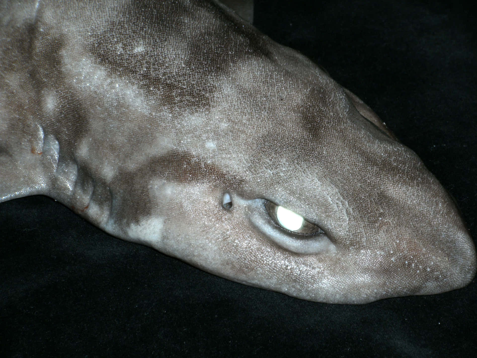  壁紙 — 鯊魚頭部特寫，具有紋理灰色皮膚和發光的眼睛，背景為黑色。