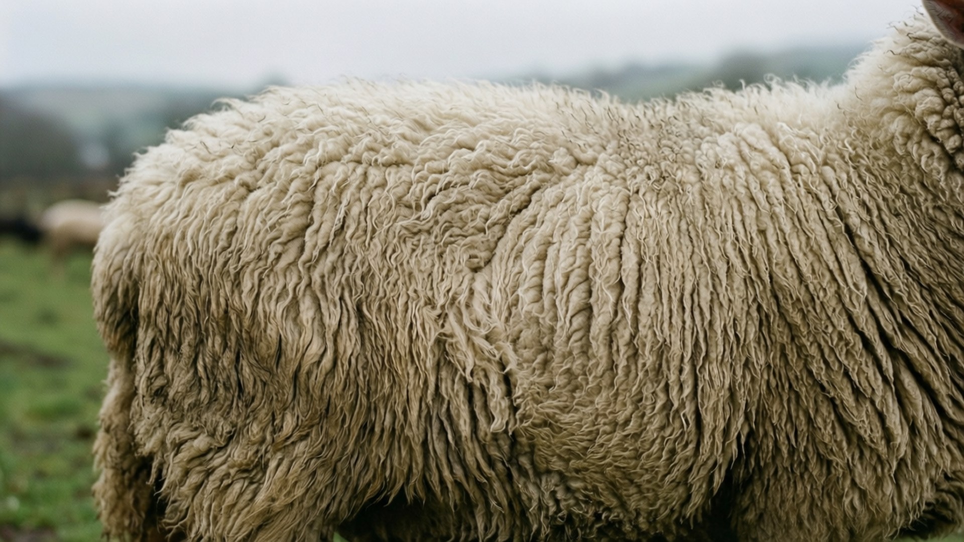 Sheep Wool Fur Texture 壁紙 — 羊的厚羊毛背部特寫，站在霧氣濛濛的綠色牧場，遠處有模糊的山丘。