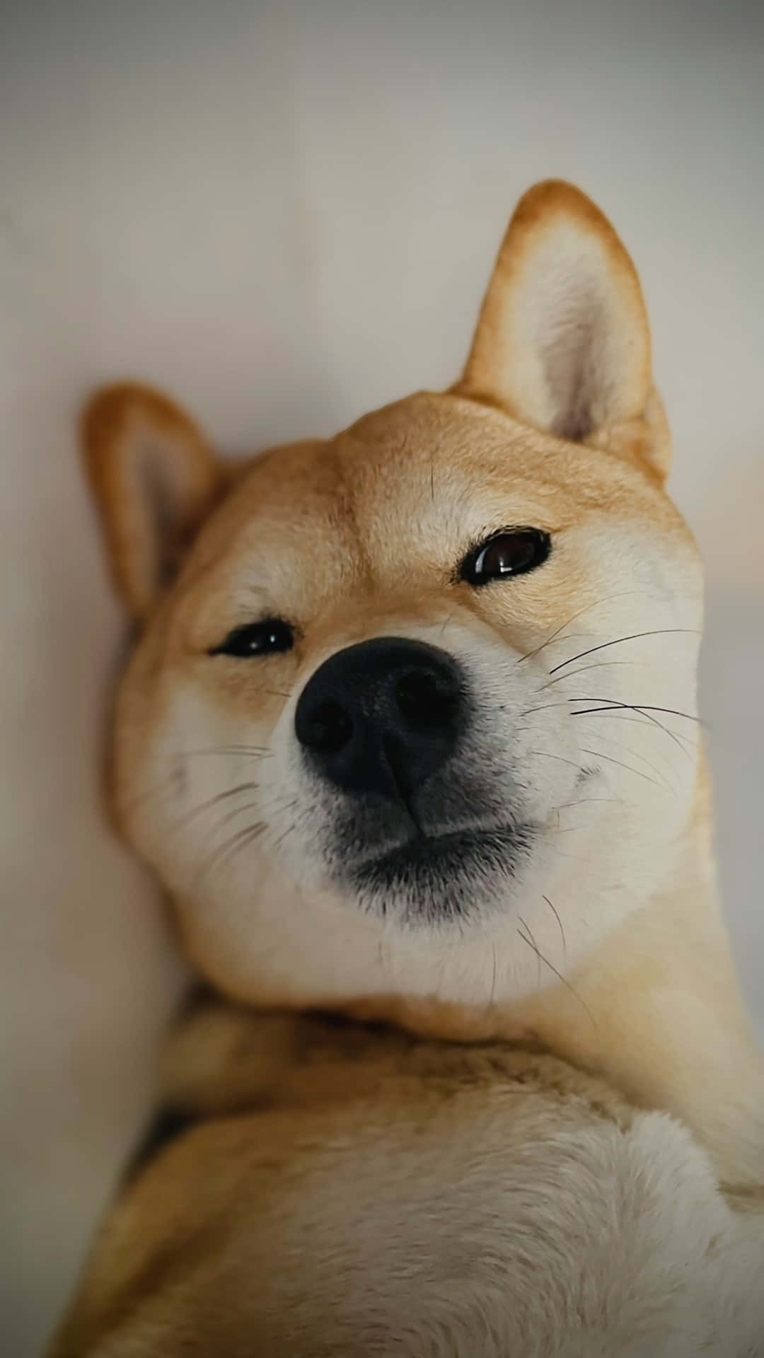  壁紙 — 一隻柴犬的特寫，表情平靜，柔軟金色毛髮，背景模糊。
